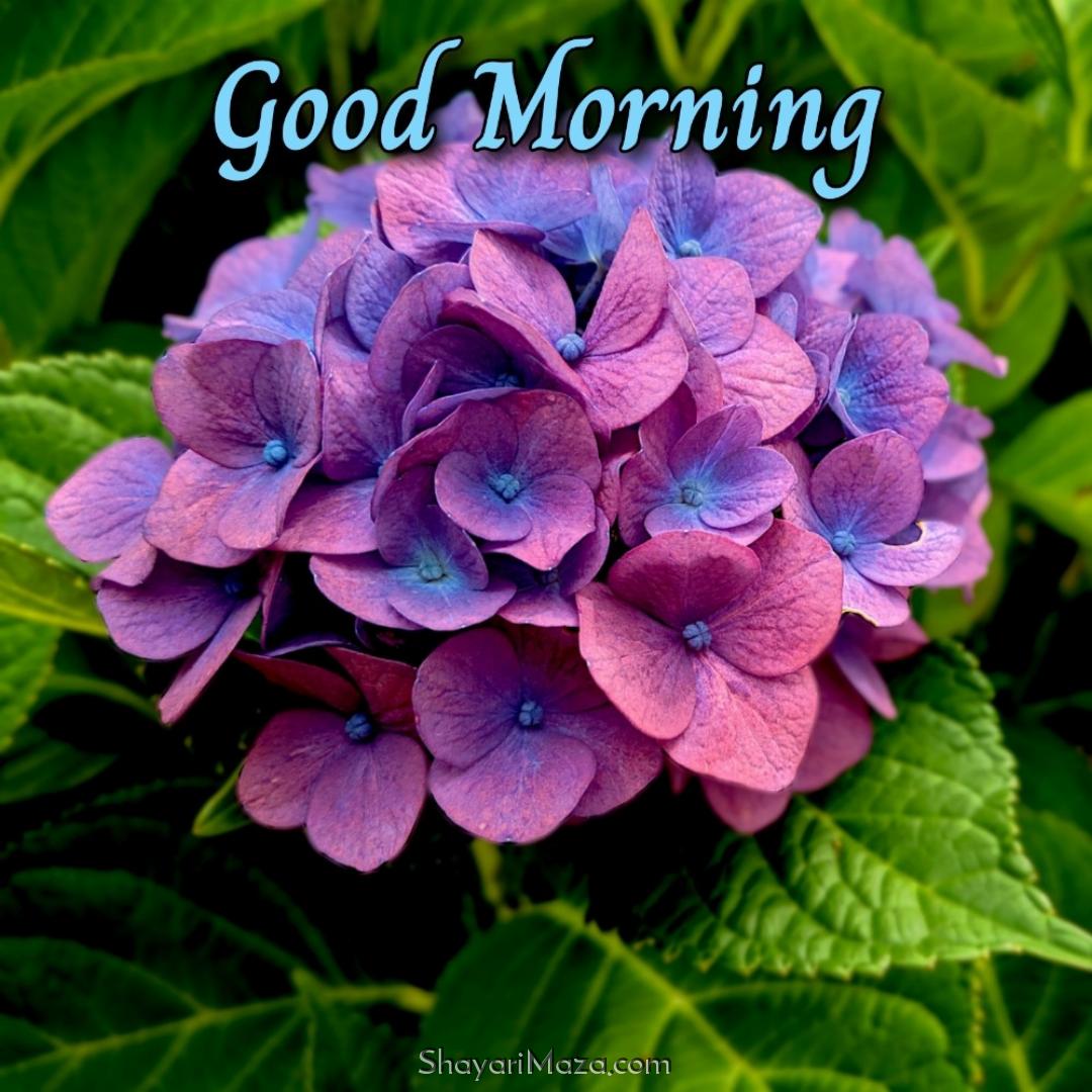 Good Morning Flower Tree Images