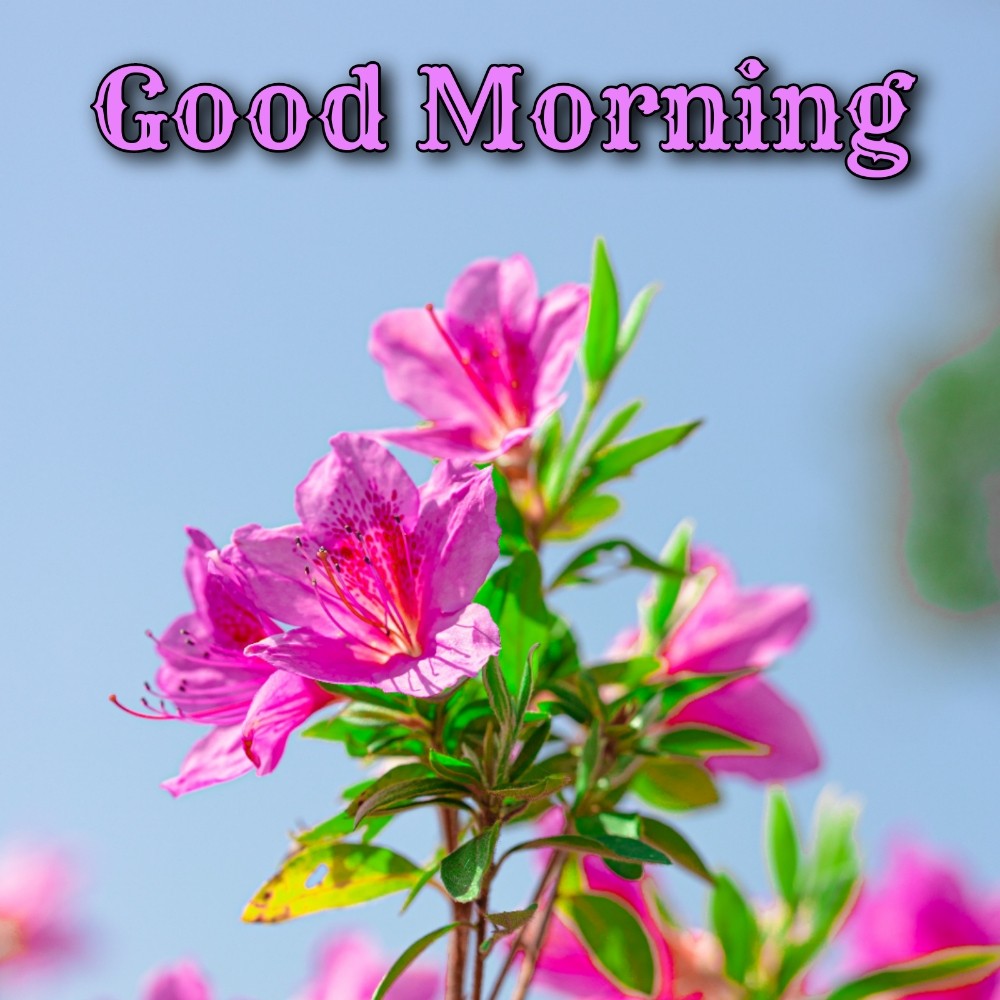 Good Morning Flower Tree
