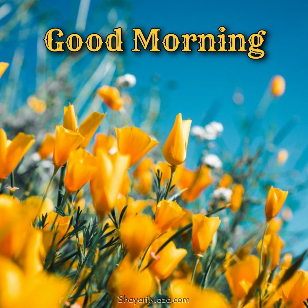 Good Morning Flower Wallpaper Download