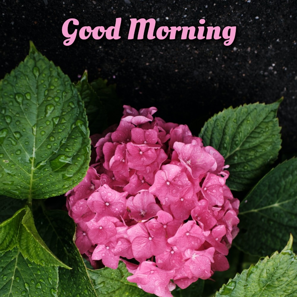 Good Morning Images Flower Ke Sath