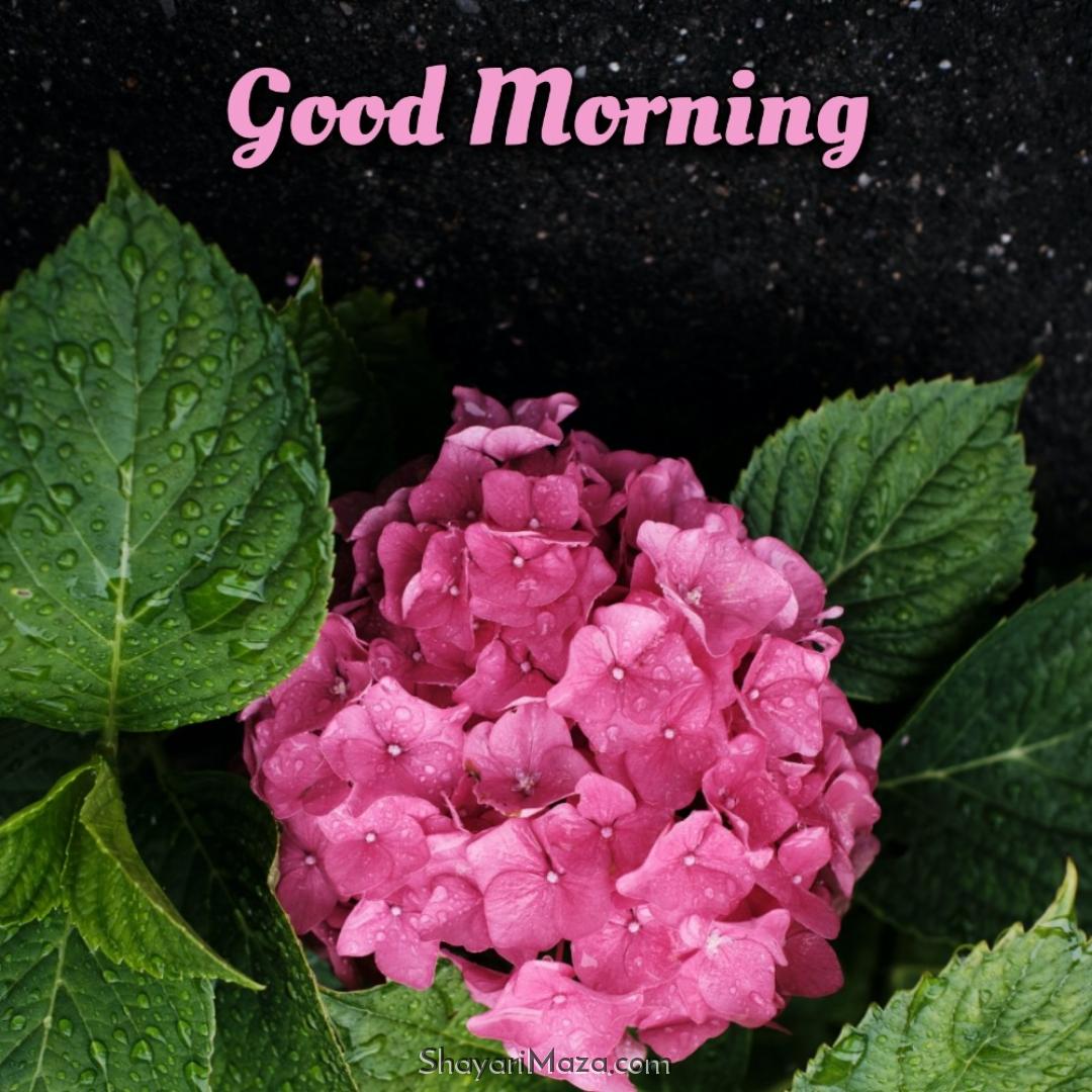 Good Morning Images Flower Ke Sath