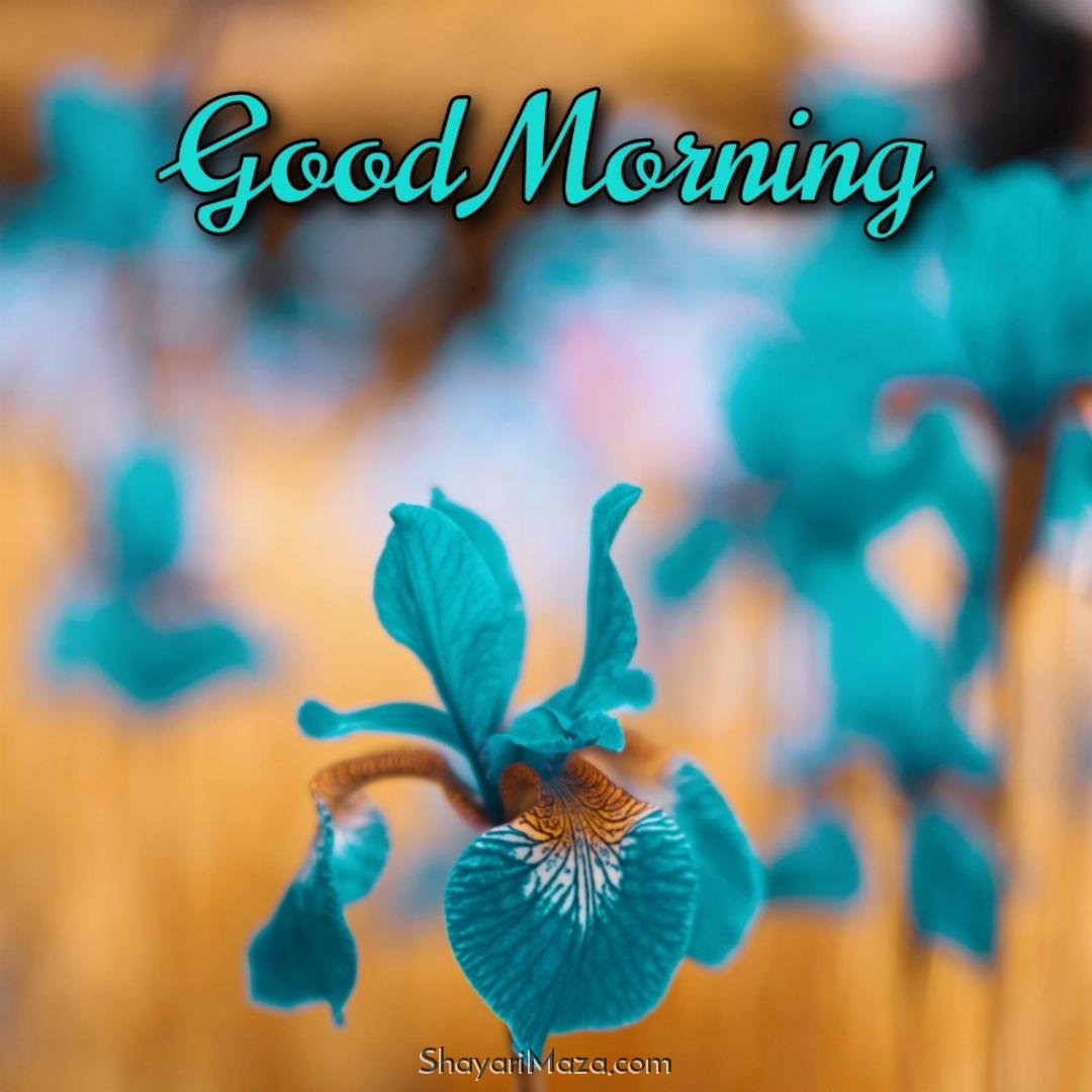 Good Morning Images Flowers Ke Sath