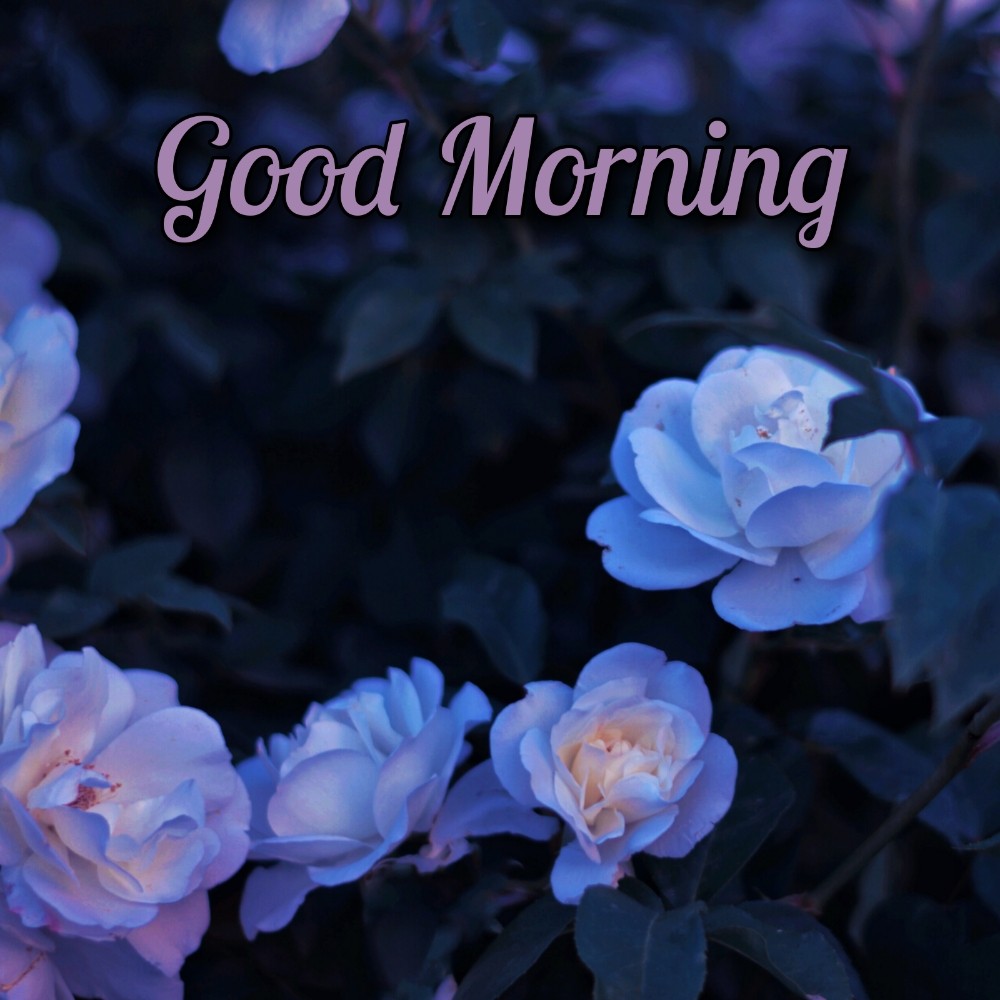 Good Morning Images With Blue Rose Flower - ShayariMaza