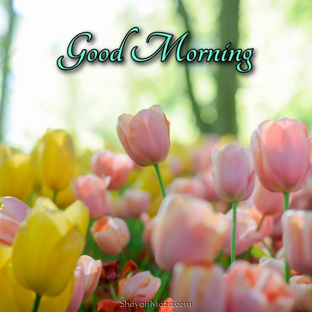 Good Morning Images With Tulip Flower Hd