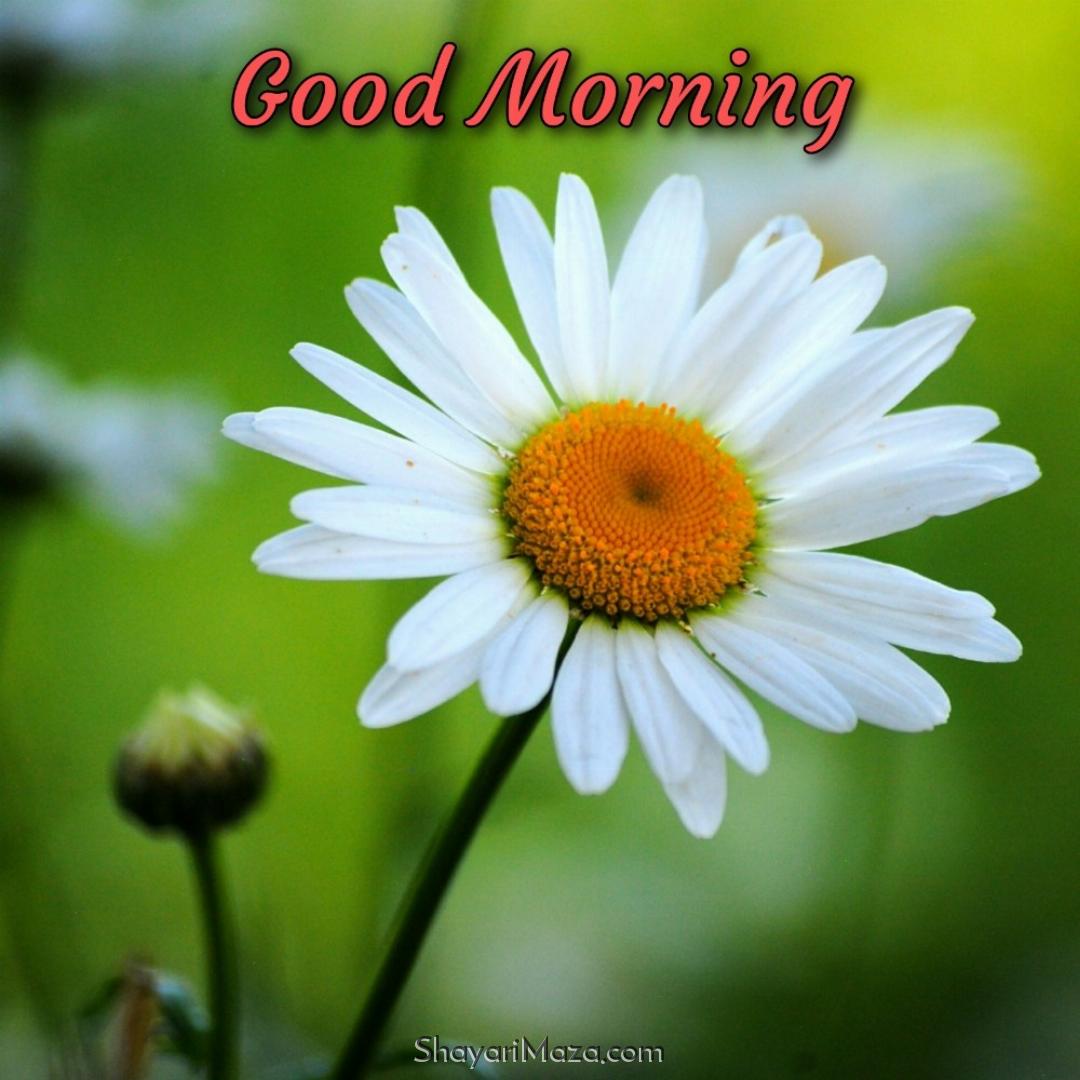 Good Morning Ka Phool Bhejo