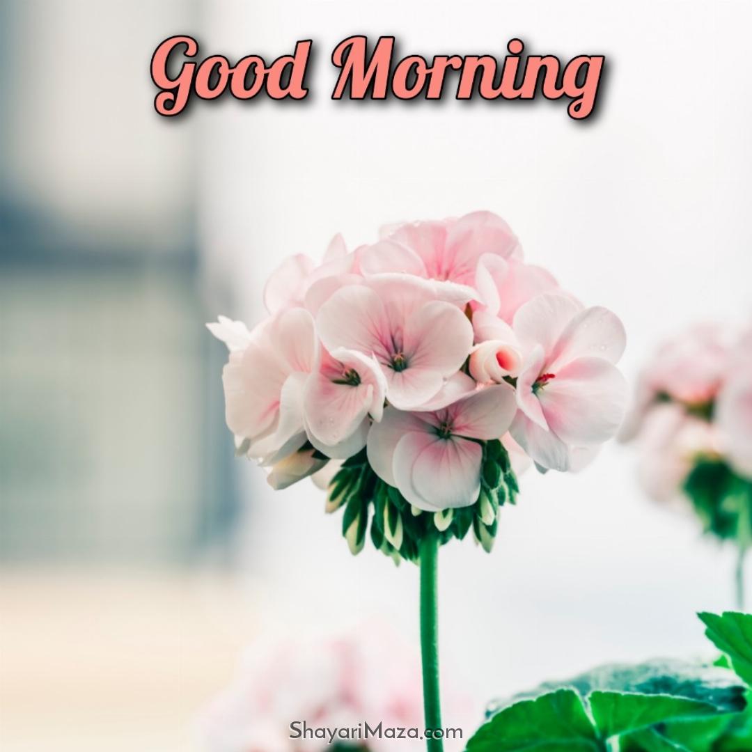 Good Morning Ka Phool Chahiye