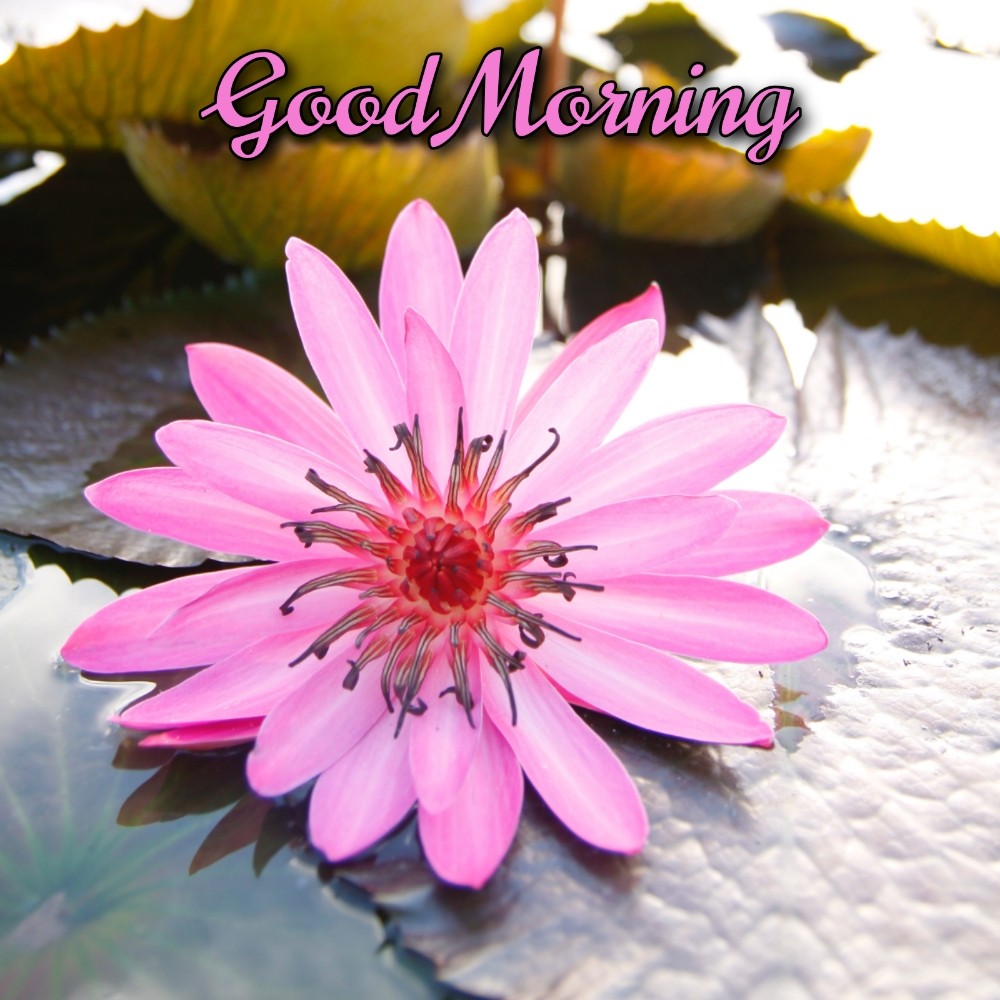 Good Morning Ke Liye Flower  Images