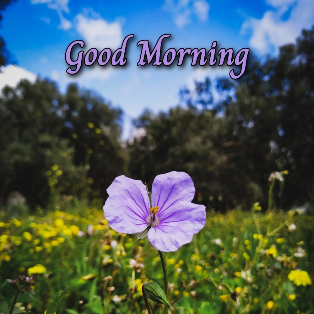 Good Morning Ke Liye Flower Images