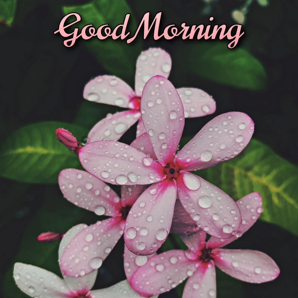 Good Morning Messages Flower Ke Sath