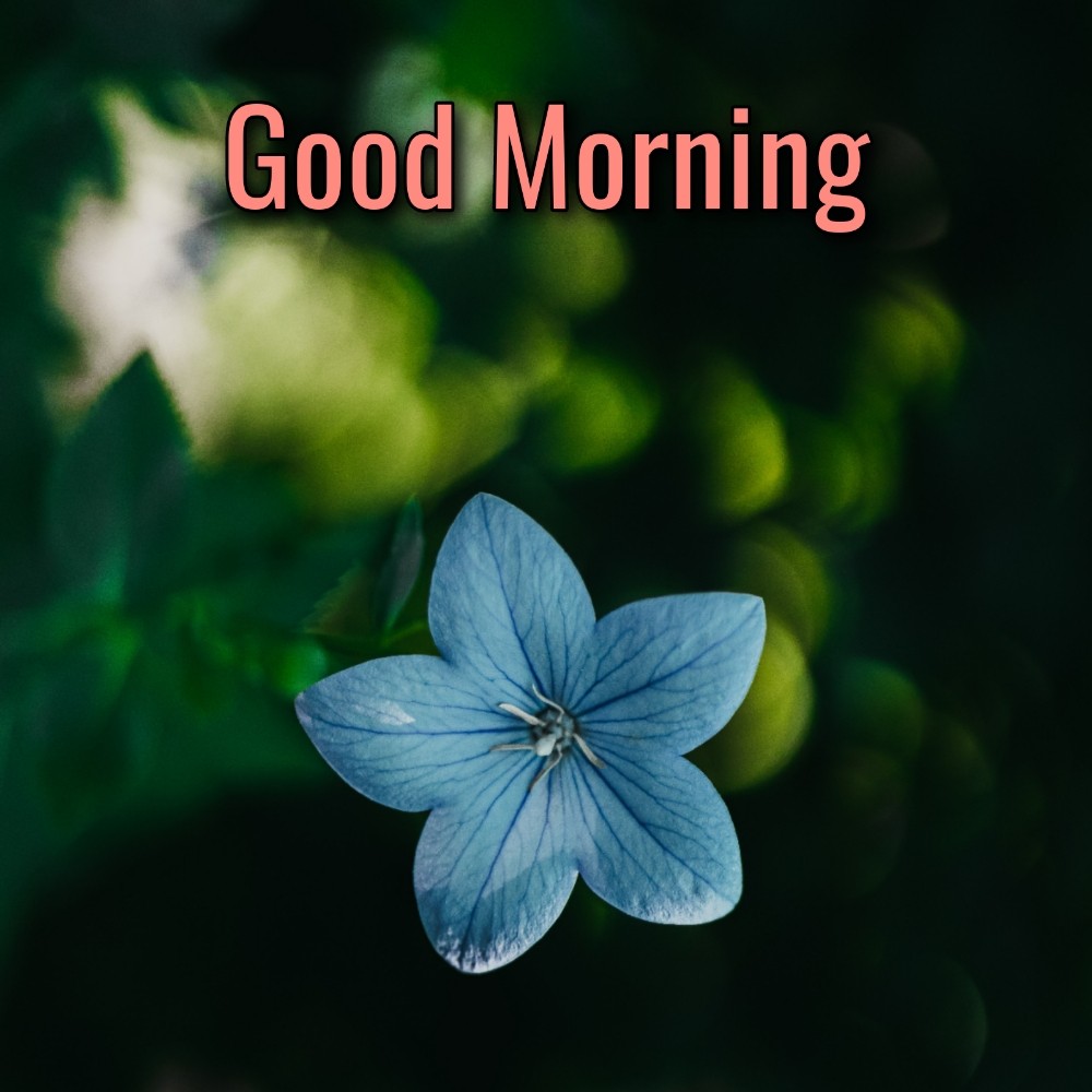 Good Morning New Flower Hd Images - ShayariMaza