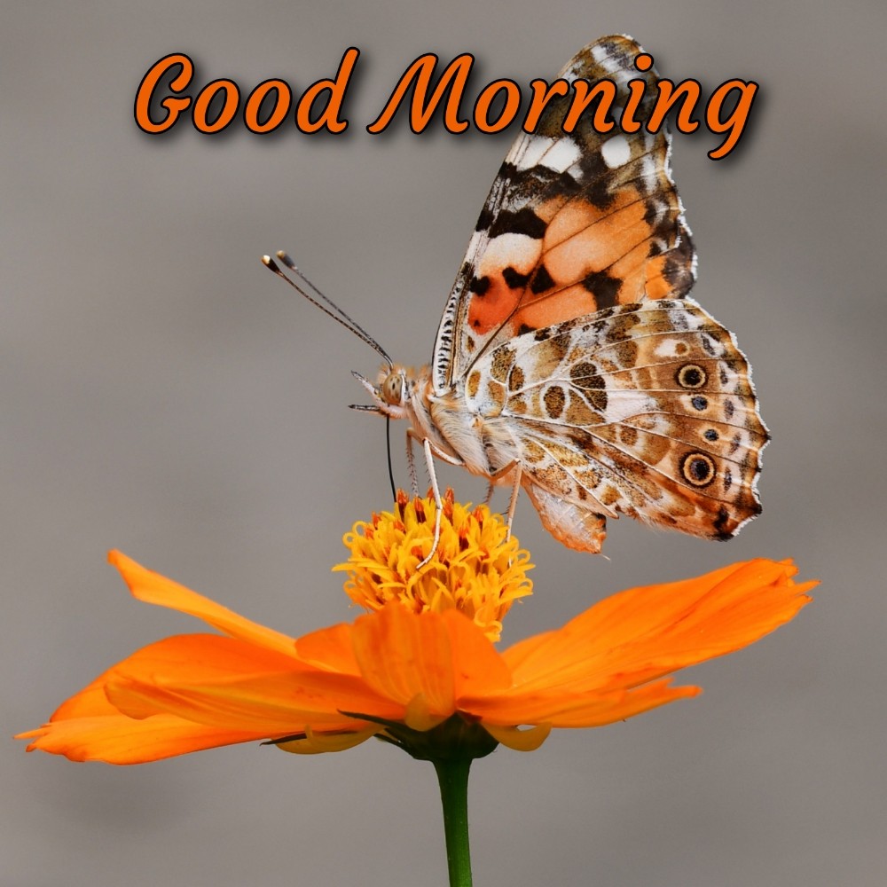 Good Morning With Flower And Butterfly Images - ShayariMaza
