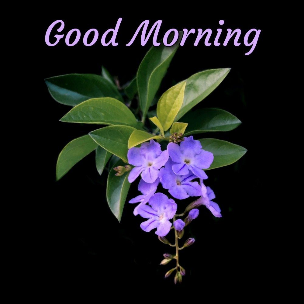 good morning flower ke sath