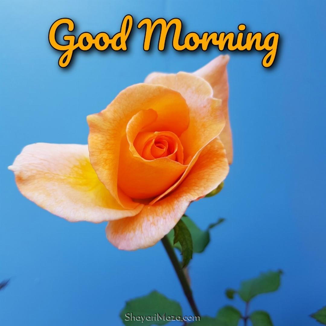 good morning gulab ka phool image