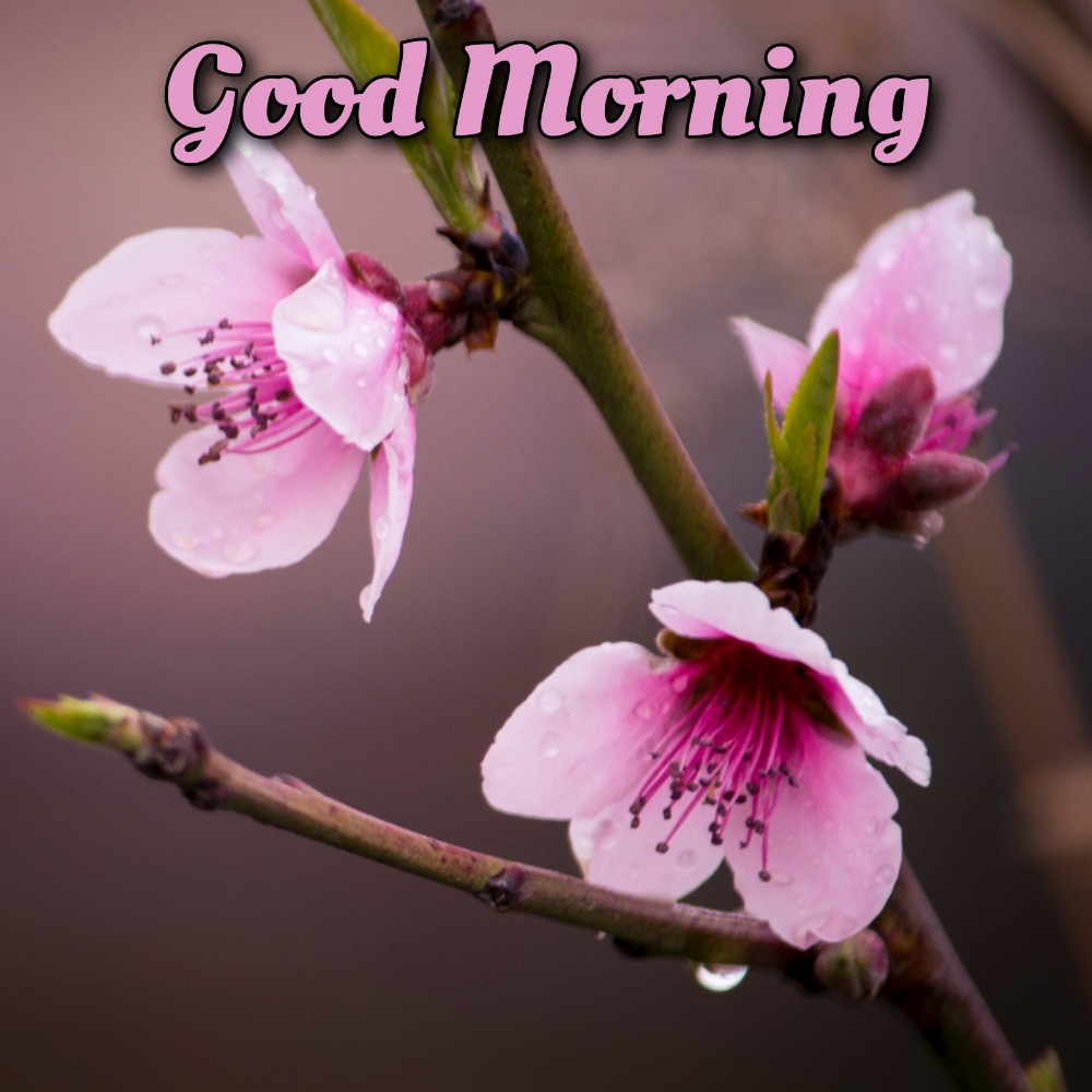 good morning ke flower