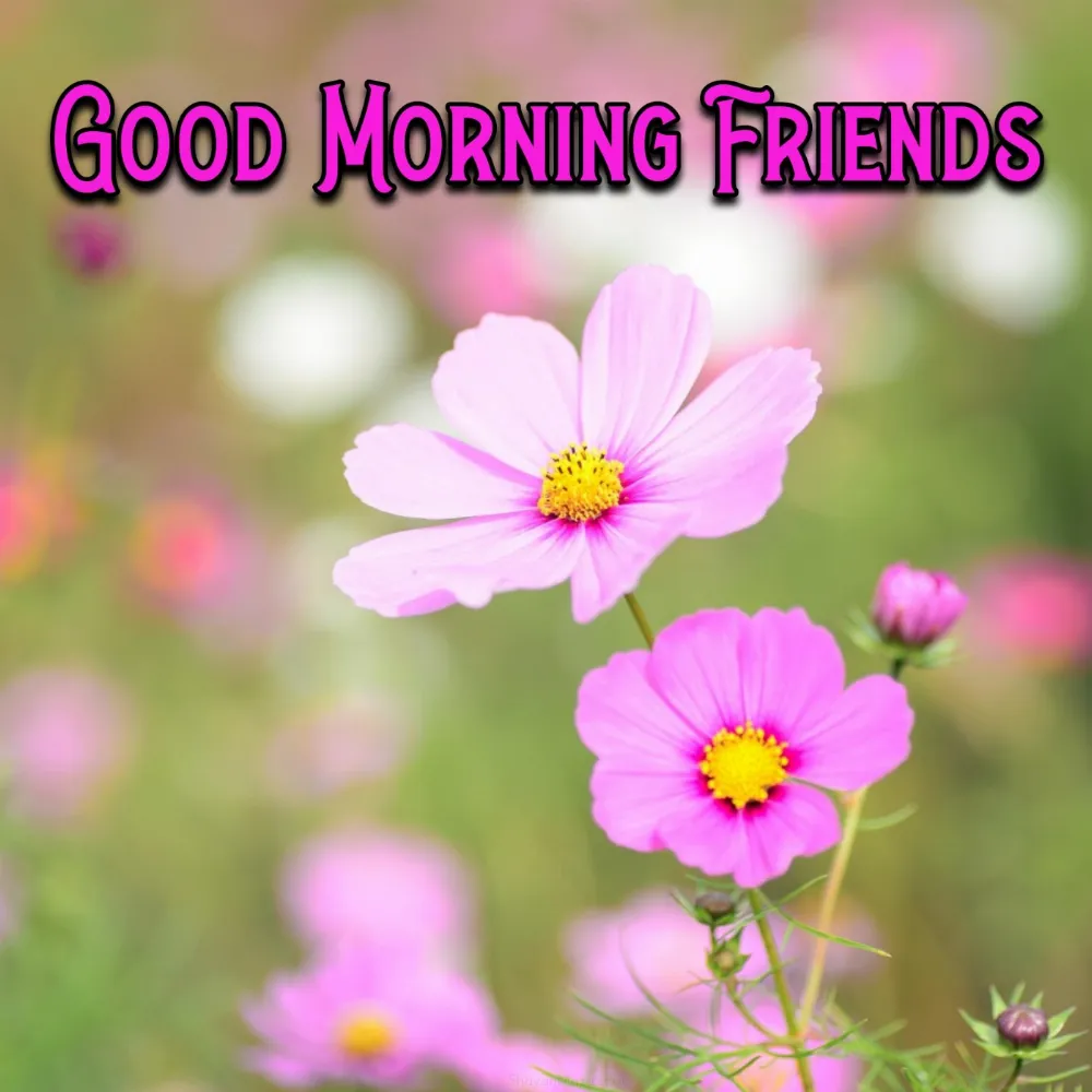 Good Morning To Friends Images