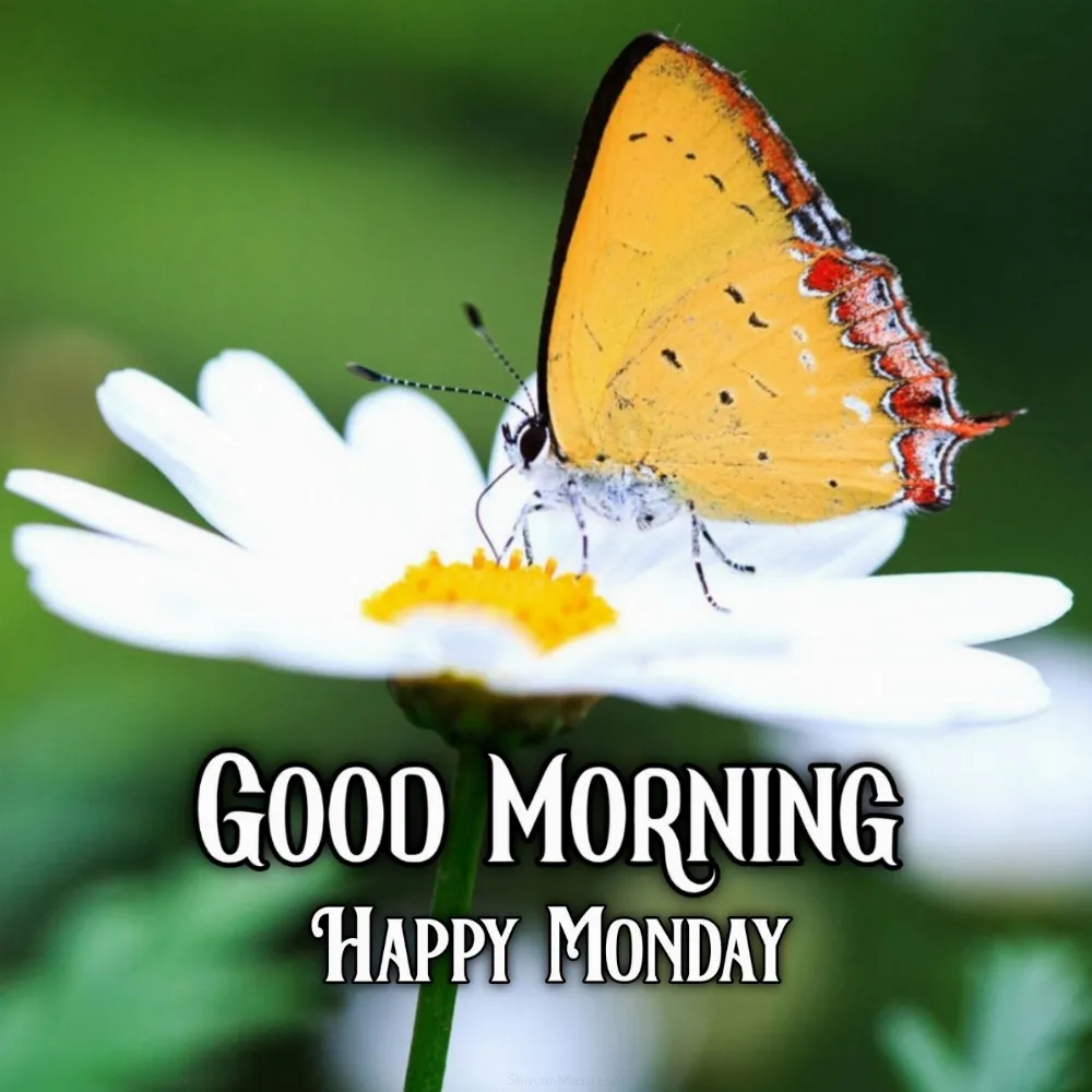 Good Morning Happy Monday Butterfly Images 