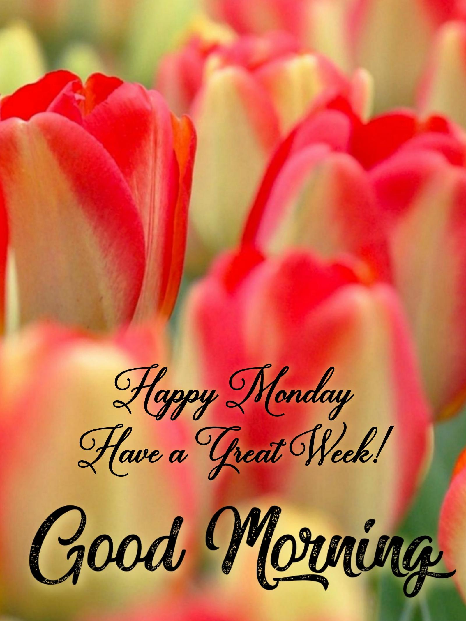 Good Morning Happy Monday Have a Great Week Photos