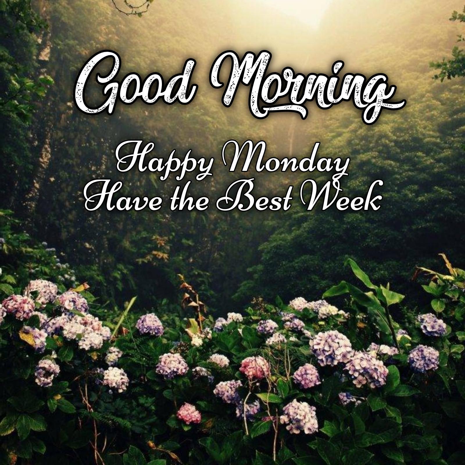 Good Morning Happy Monday Have the Best Week Images