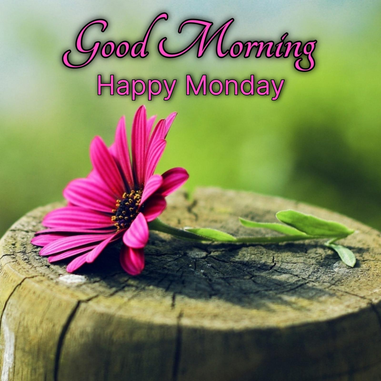 Monday Greetings Images