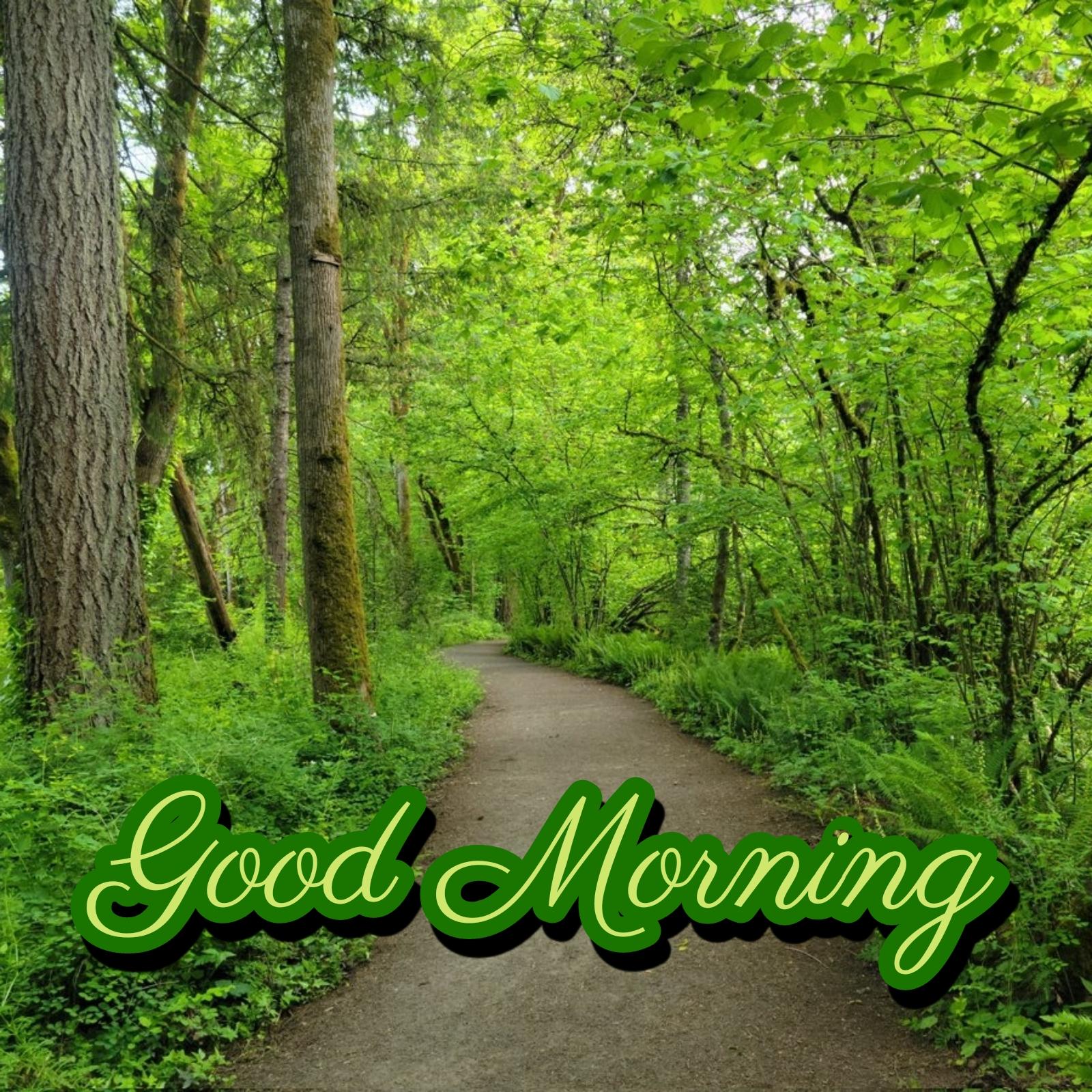 Good Morning Nature Scenery Images