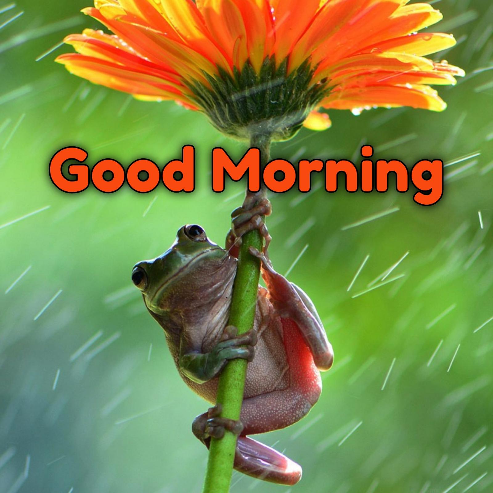 Good Morning Images In Rain