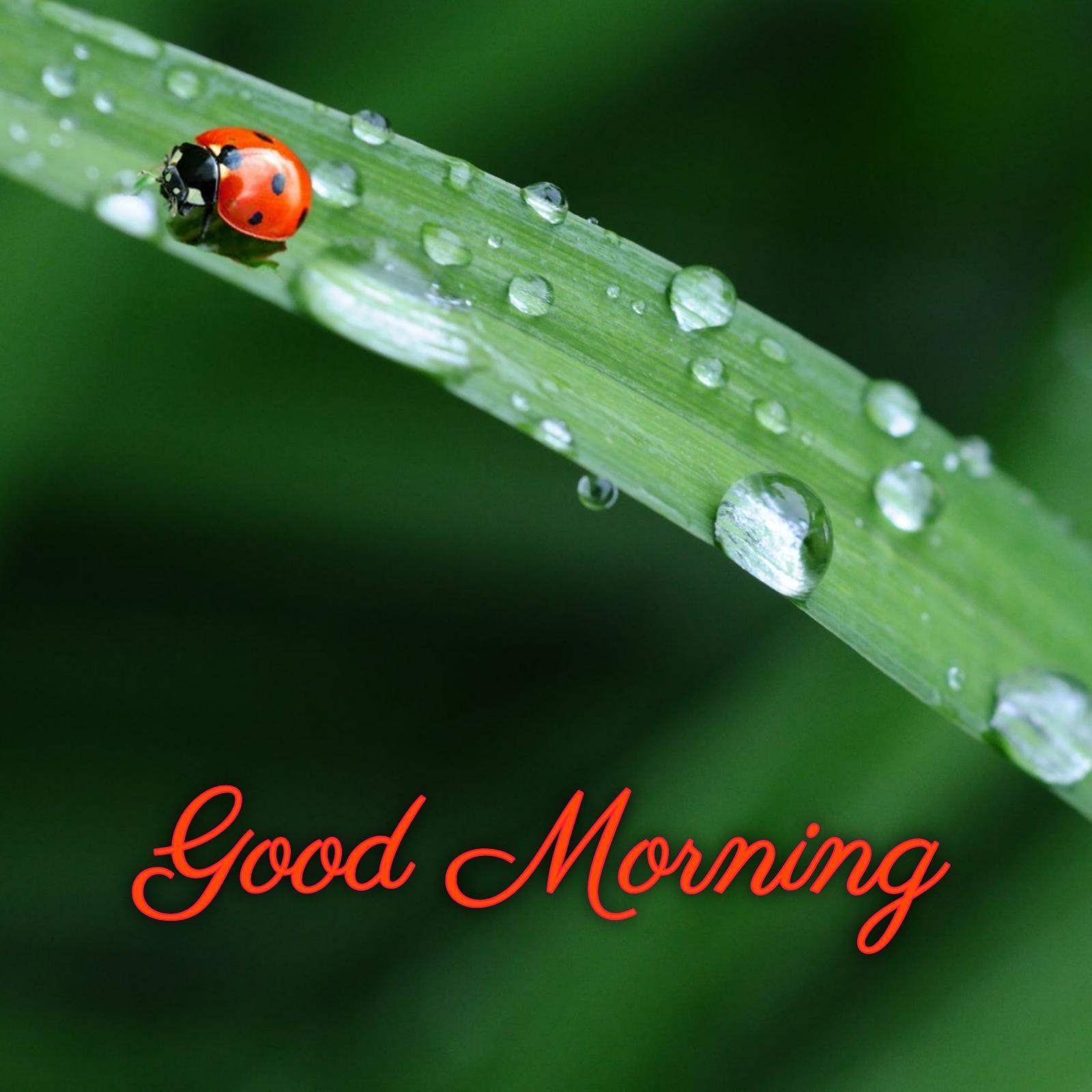 Good Morning Photos Rain