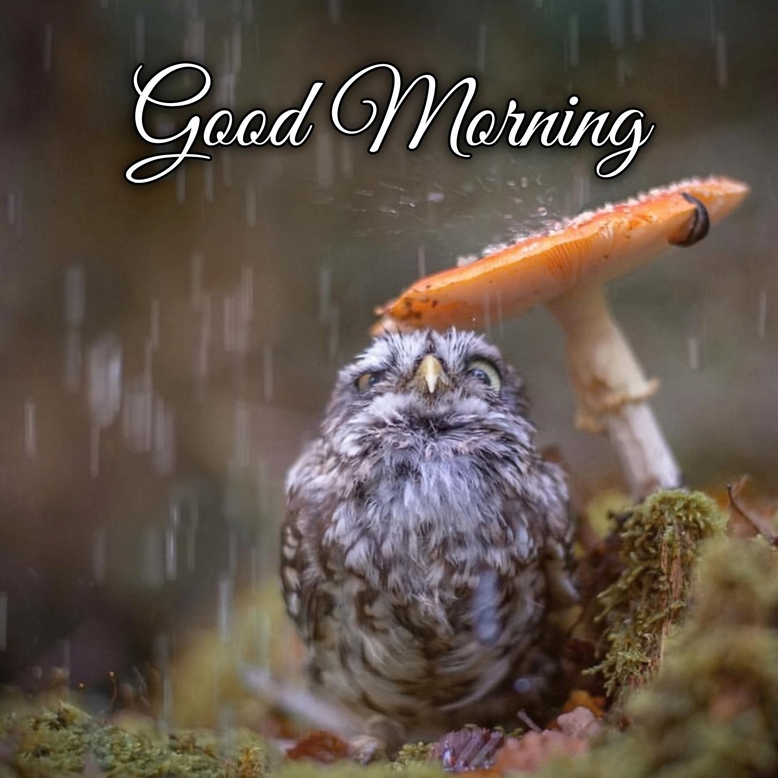 Good Morning Rain Bird Images