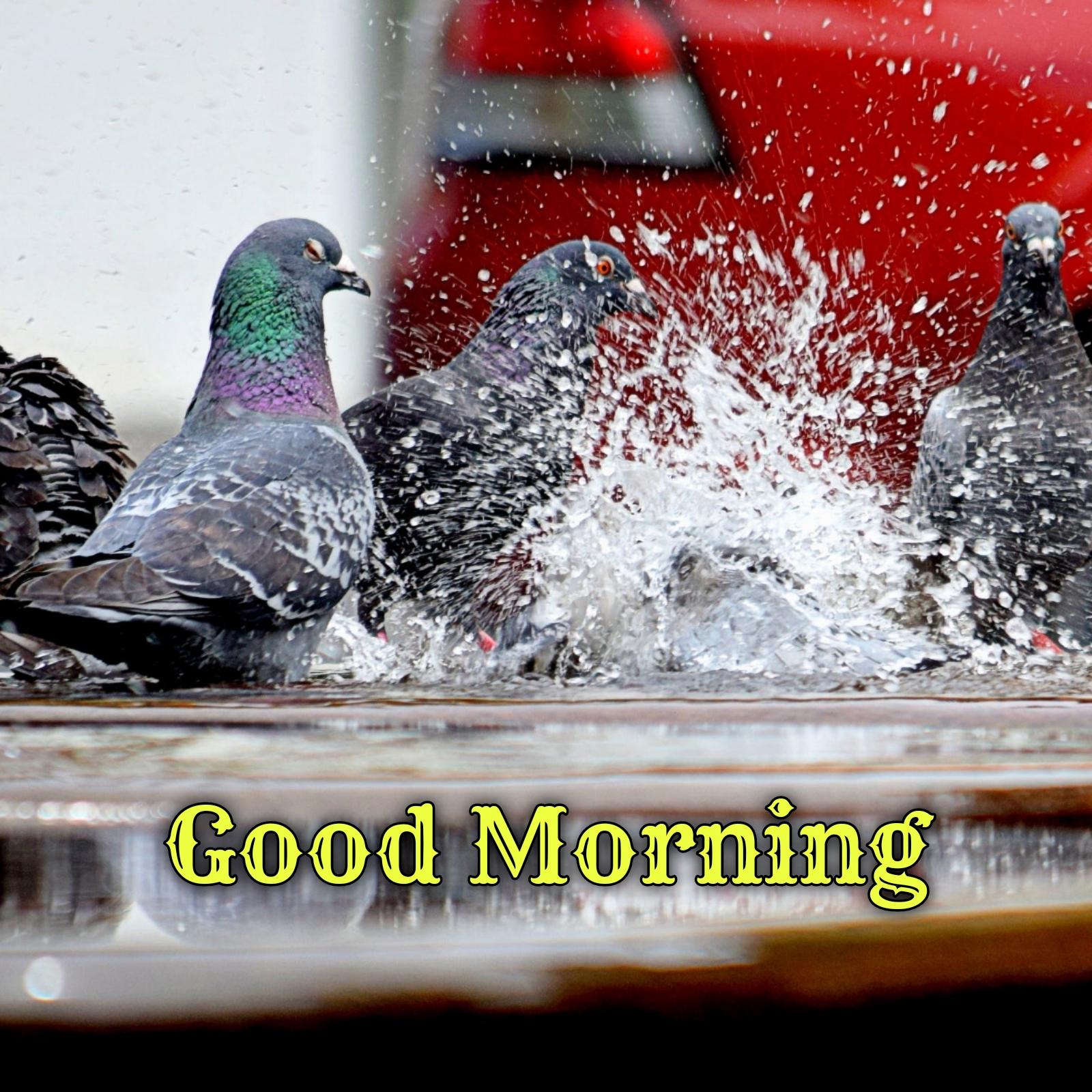 Good Morning Rain Birds Images
