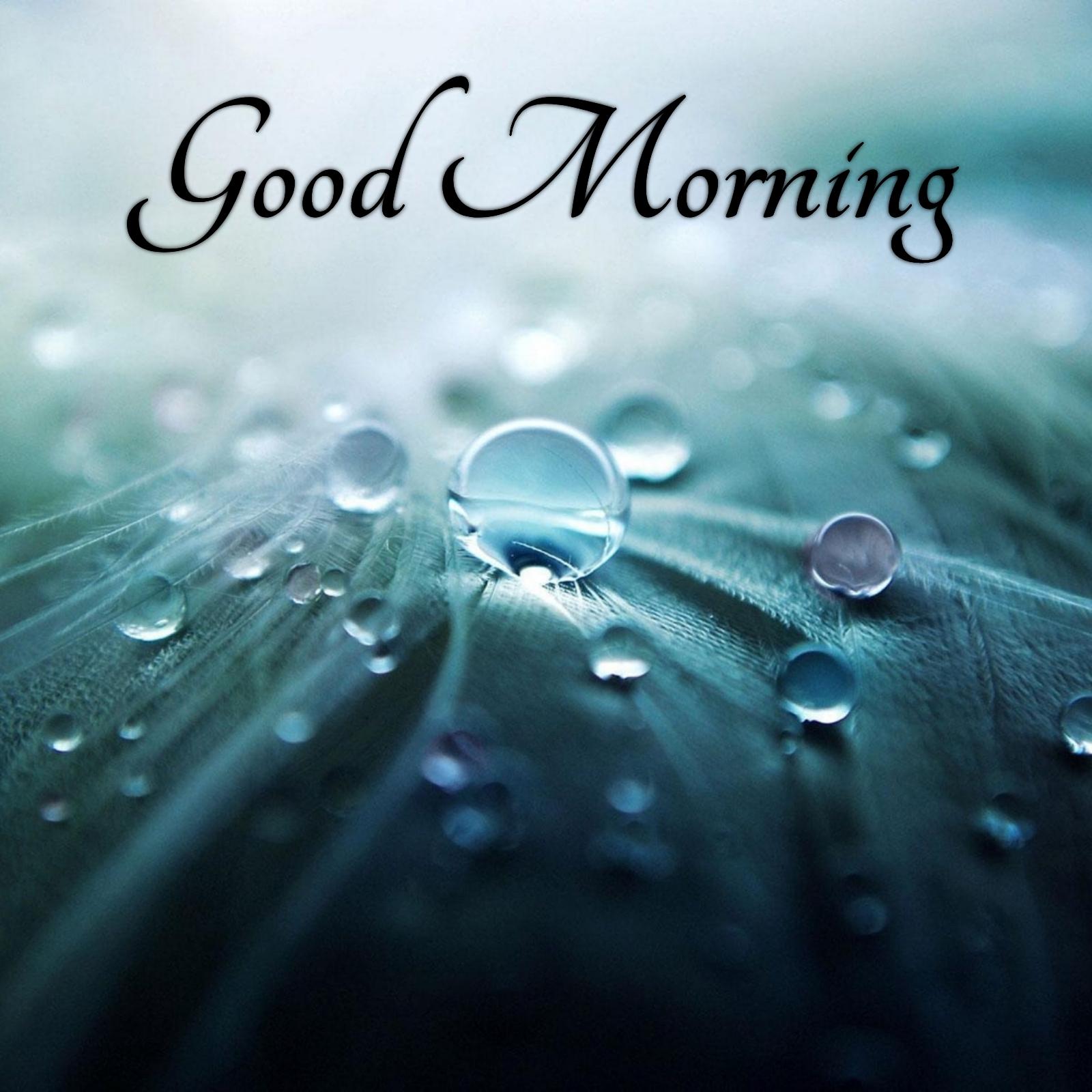 Good Morning Rain Drops Images