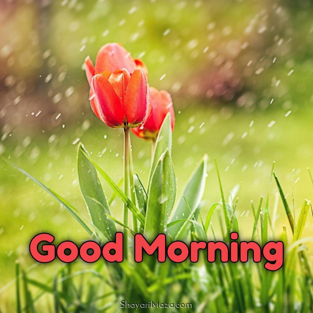 Good Morning Rain Flower Images