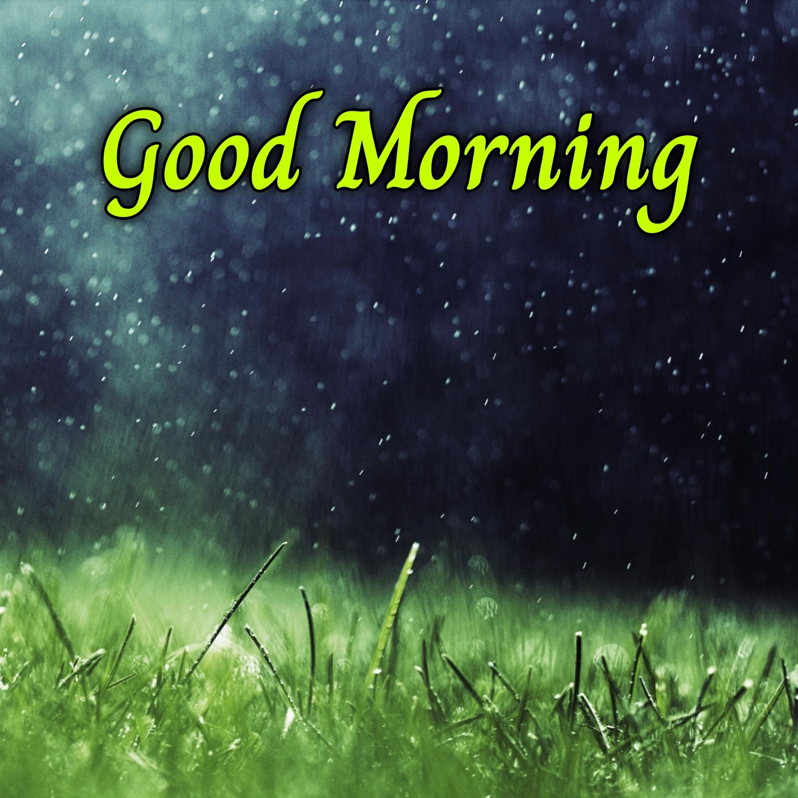 Good Morning Rain Grass Images
