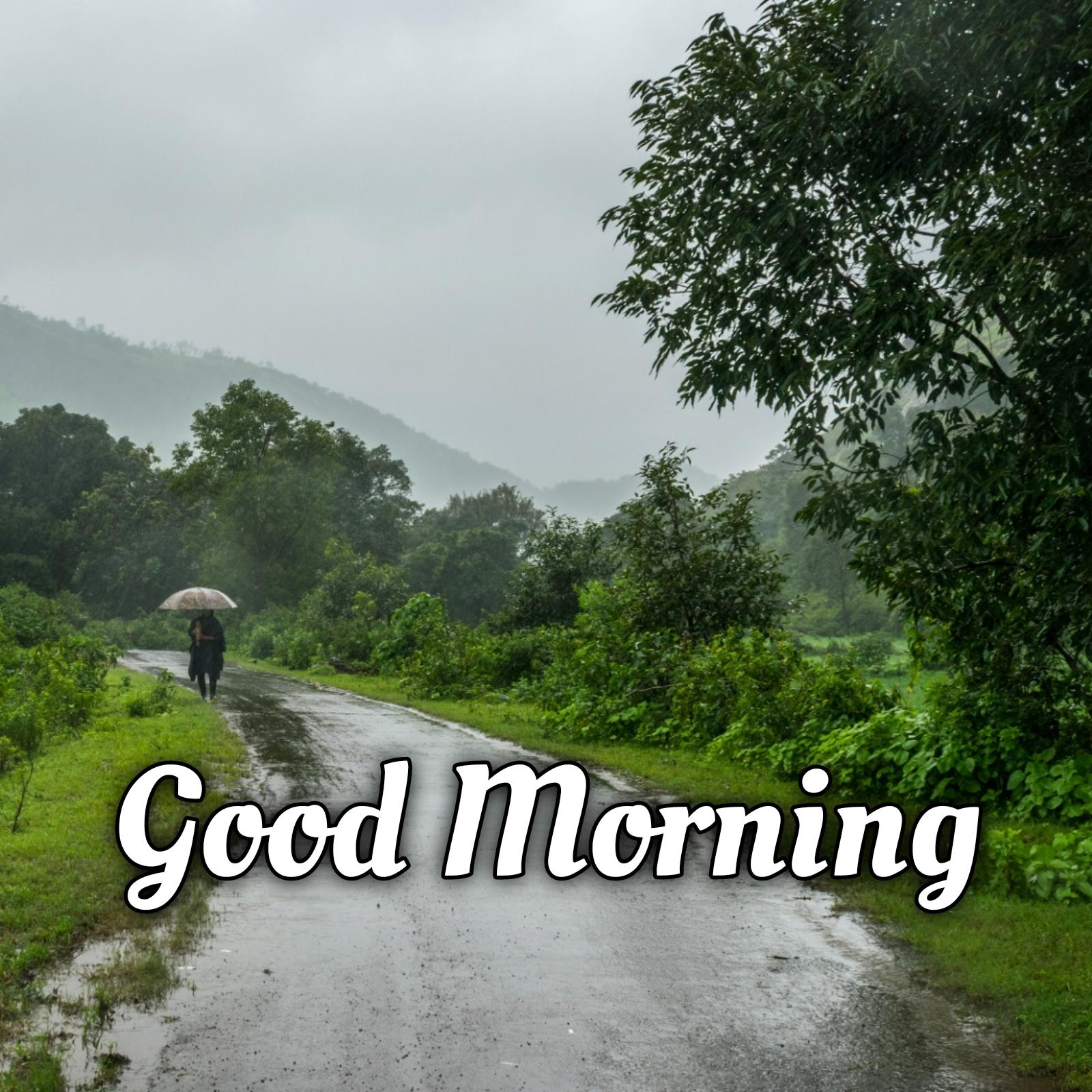 Good Morning Rain Nature Images