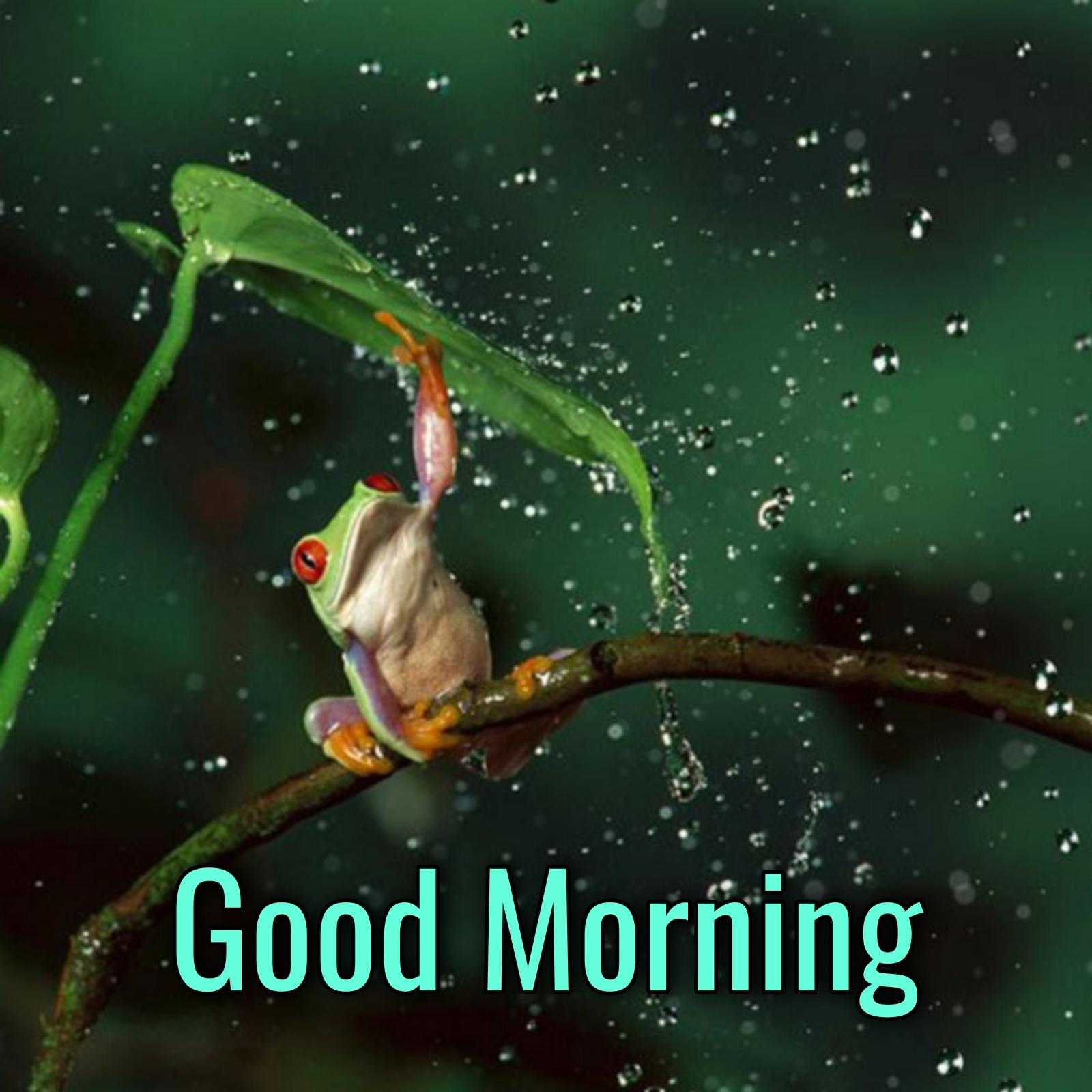 Good Morning Rain Photo