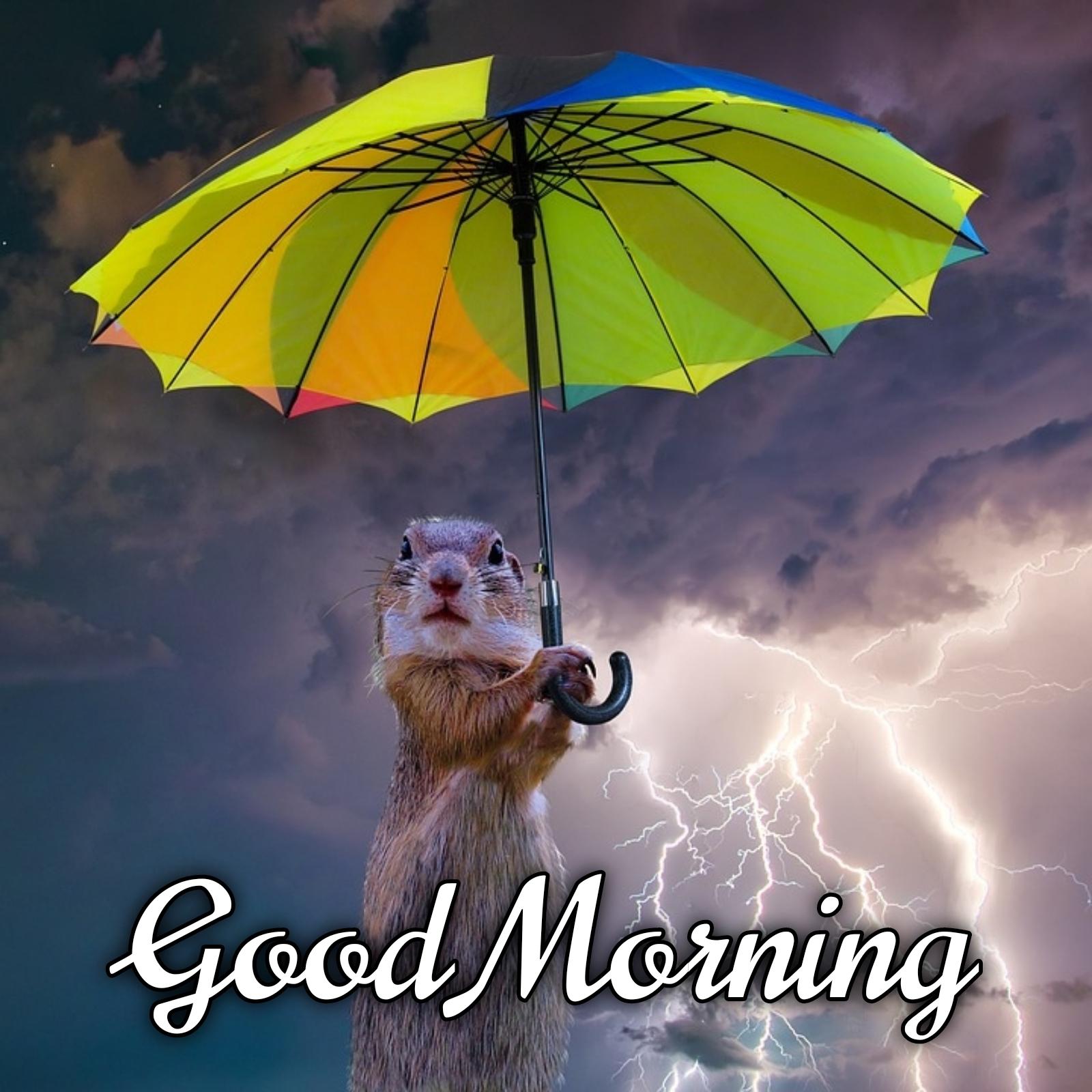 Good Morning Rainy Day Pic