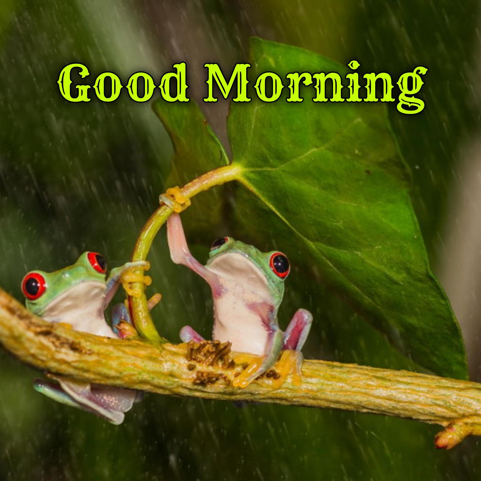 Good Morning Rainy Season Images