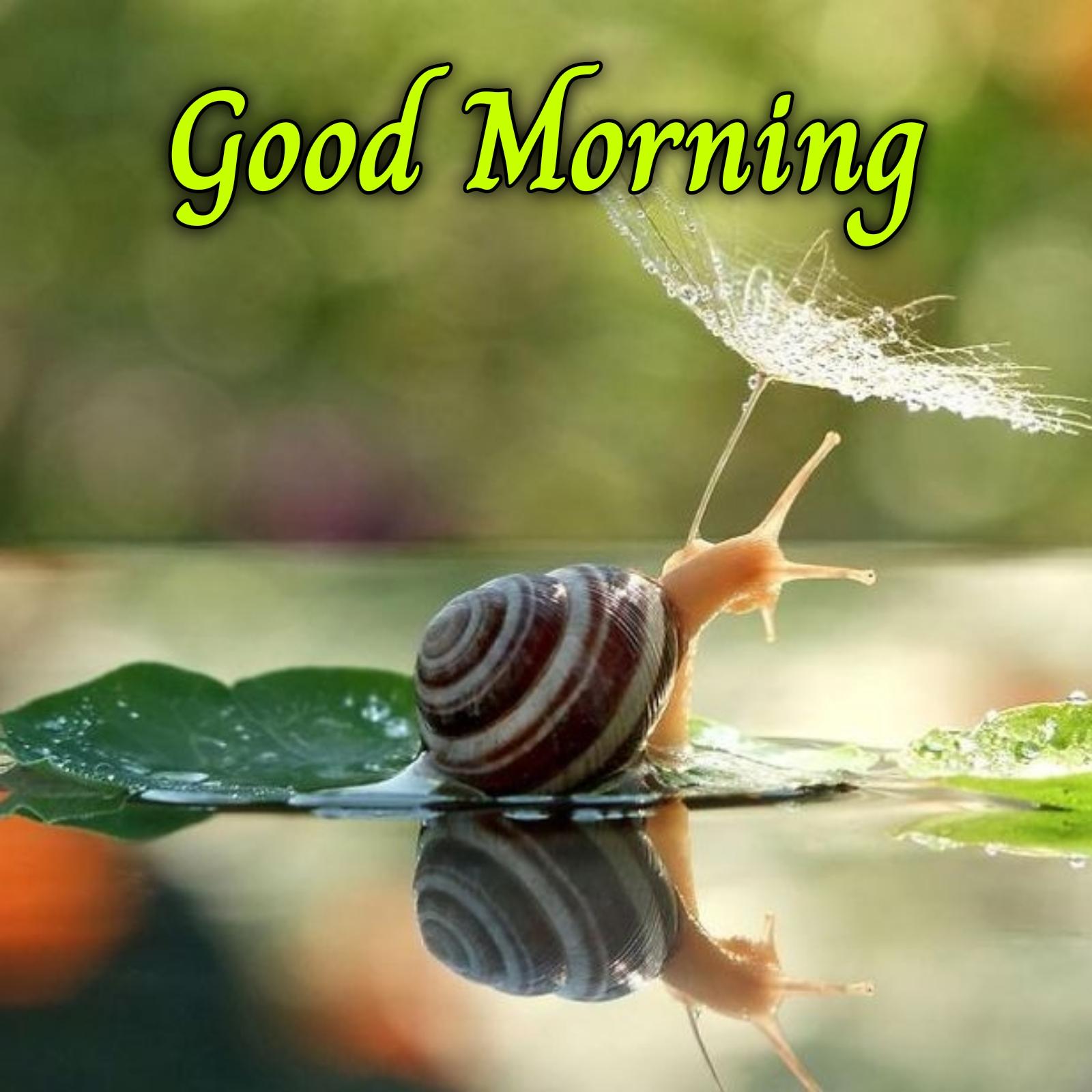 Good Morning Snail In Rain Images