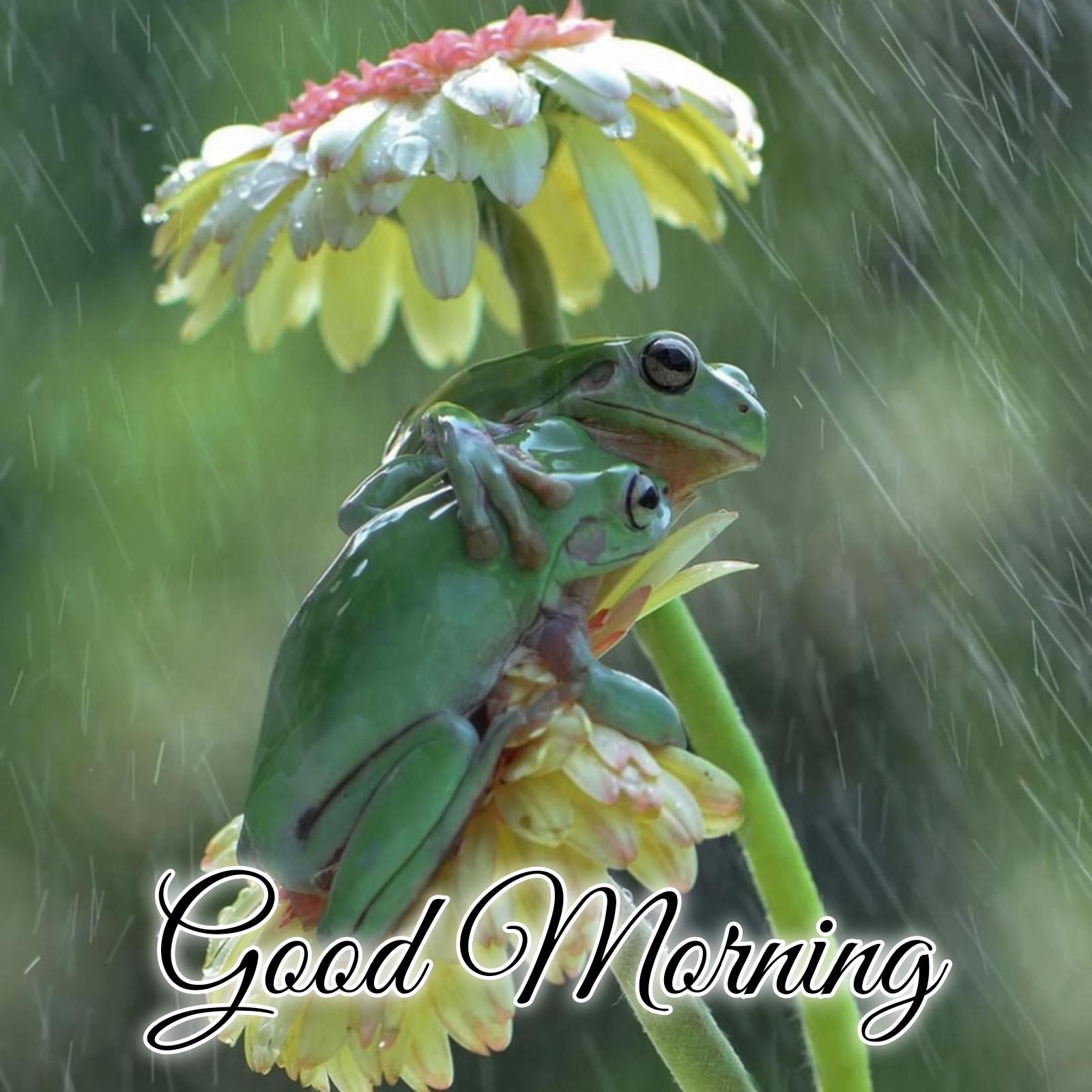 Rain Flowers Frog Good Morning Images