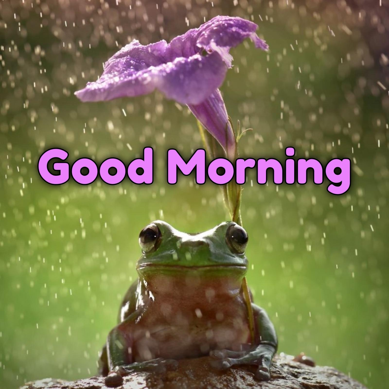 Rain Flowers Good Morning Frog Images