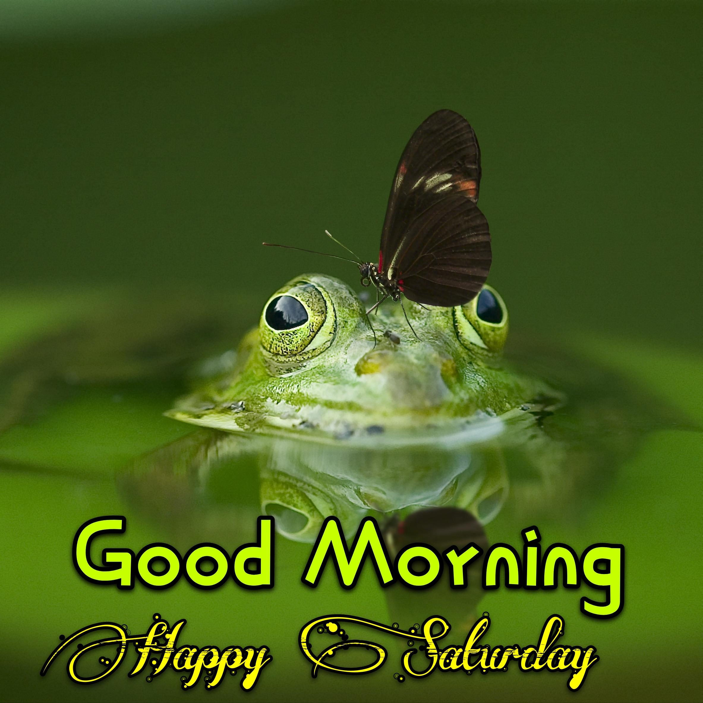 Good Morning Happy Saturday Frog Images