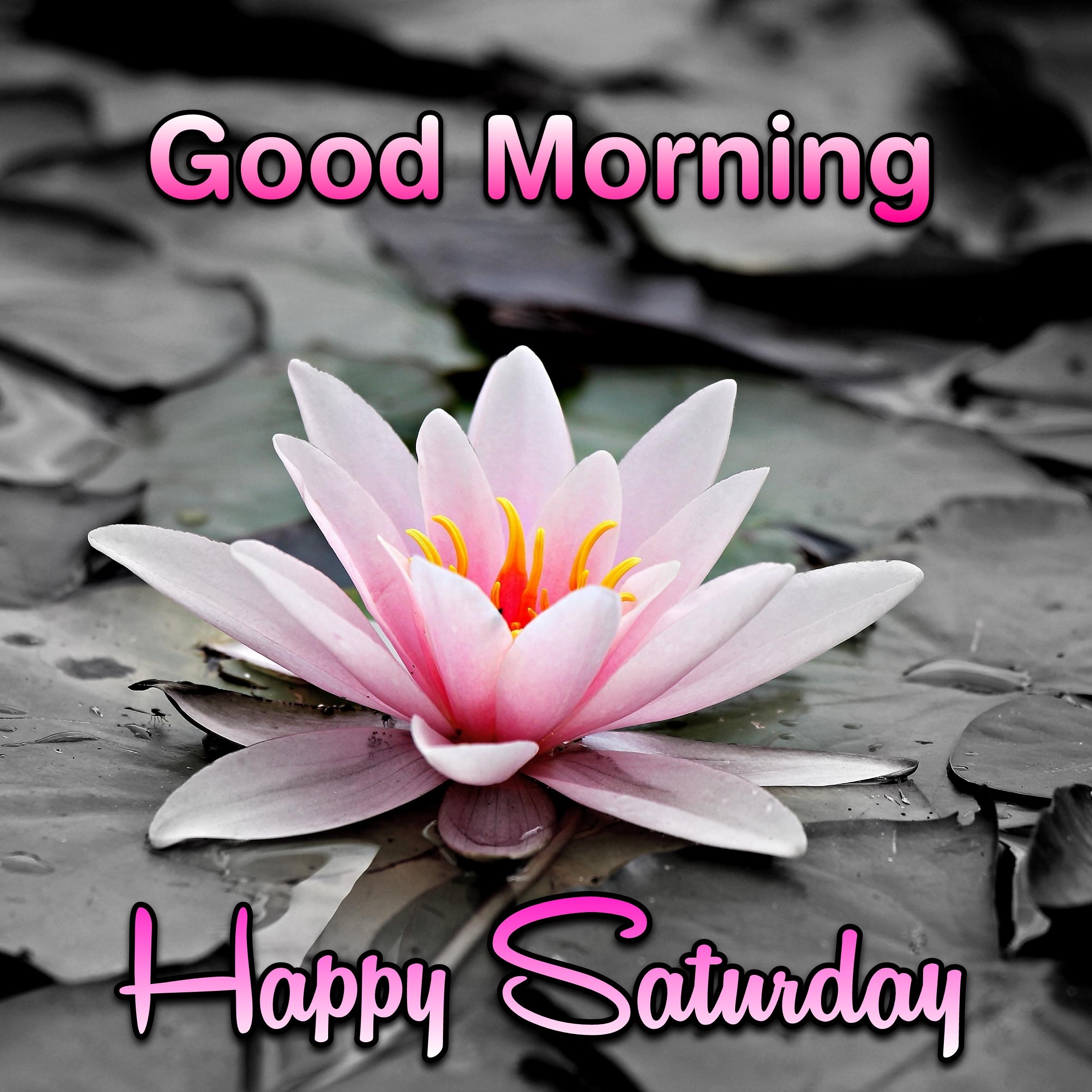 Good Morning Happy Saturday Lotus Flower Images