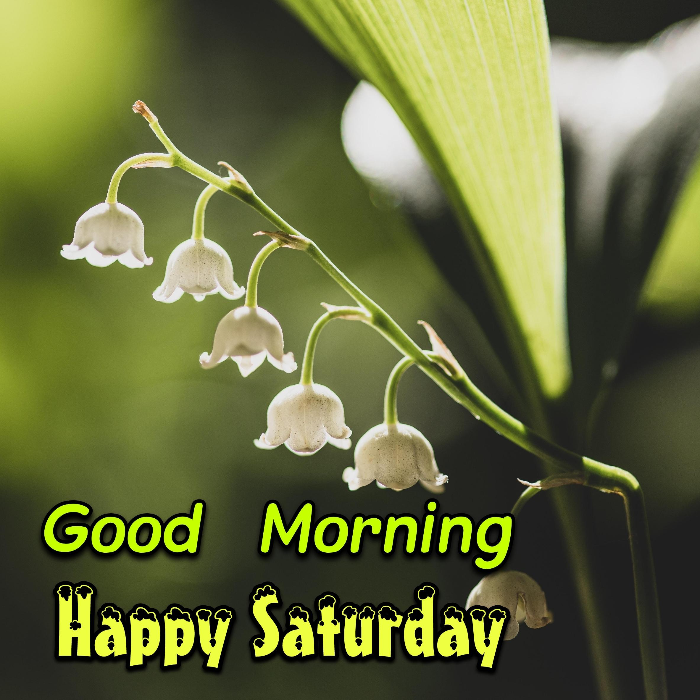 New Good Morning Happy Saturday Images 2022 HD Download