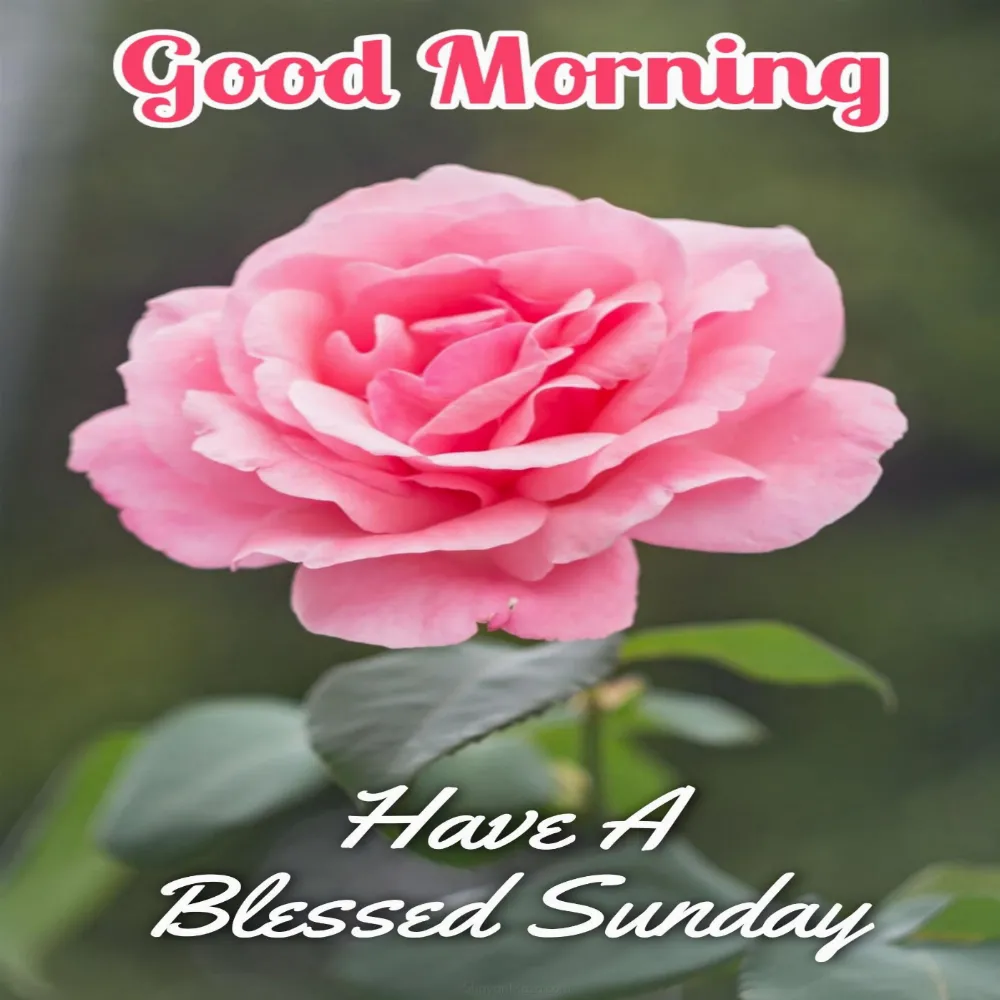 Good Morning Happy Sunday Blessings Images