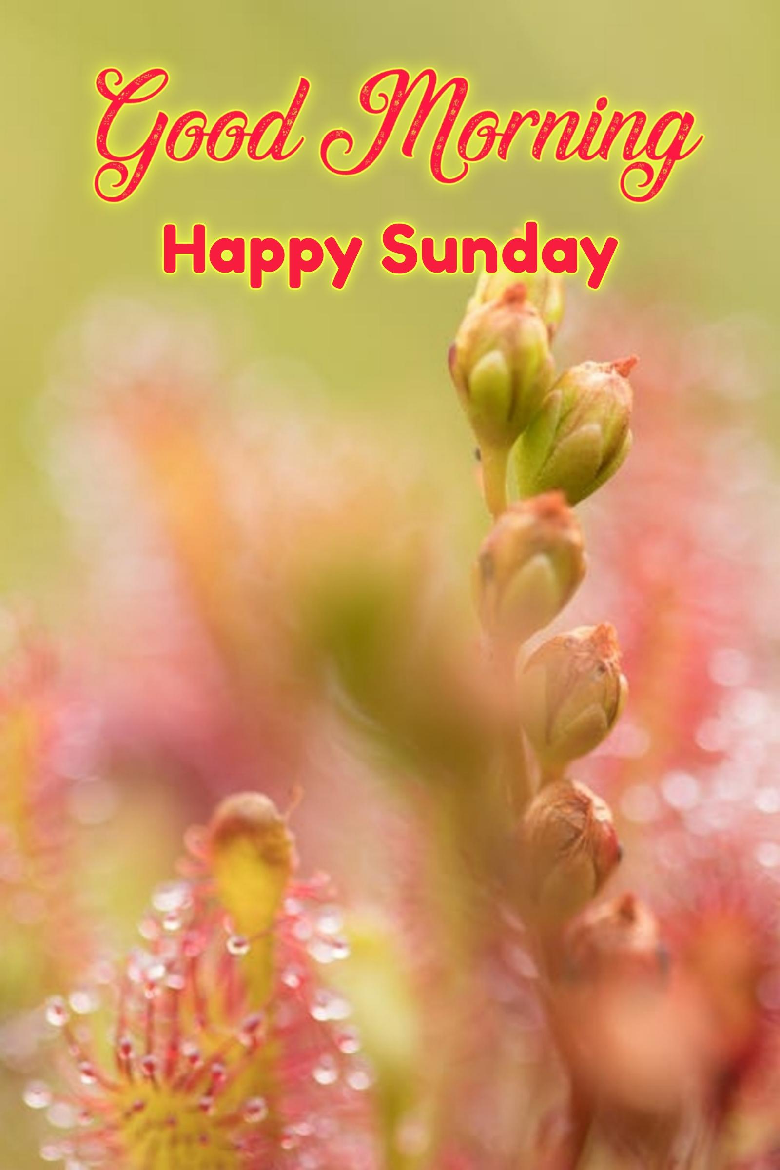 Good Morning Happy Sunday Images HD Download