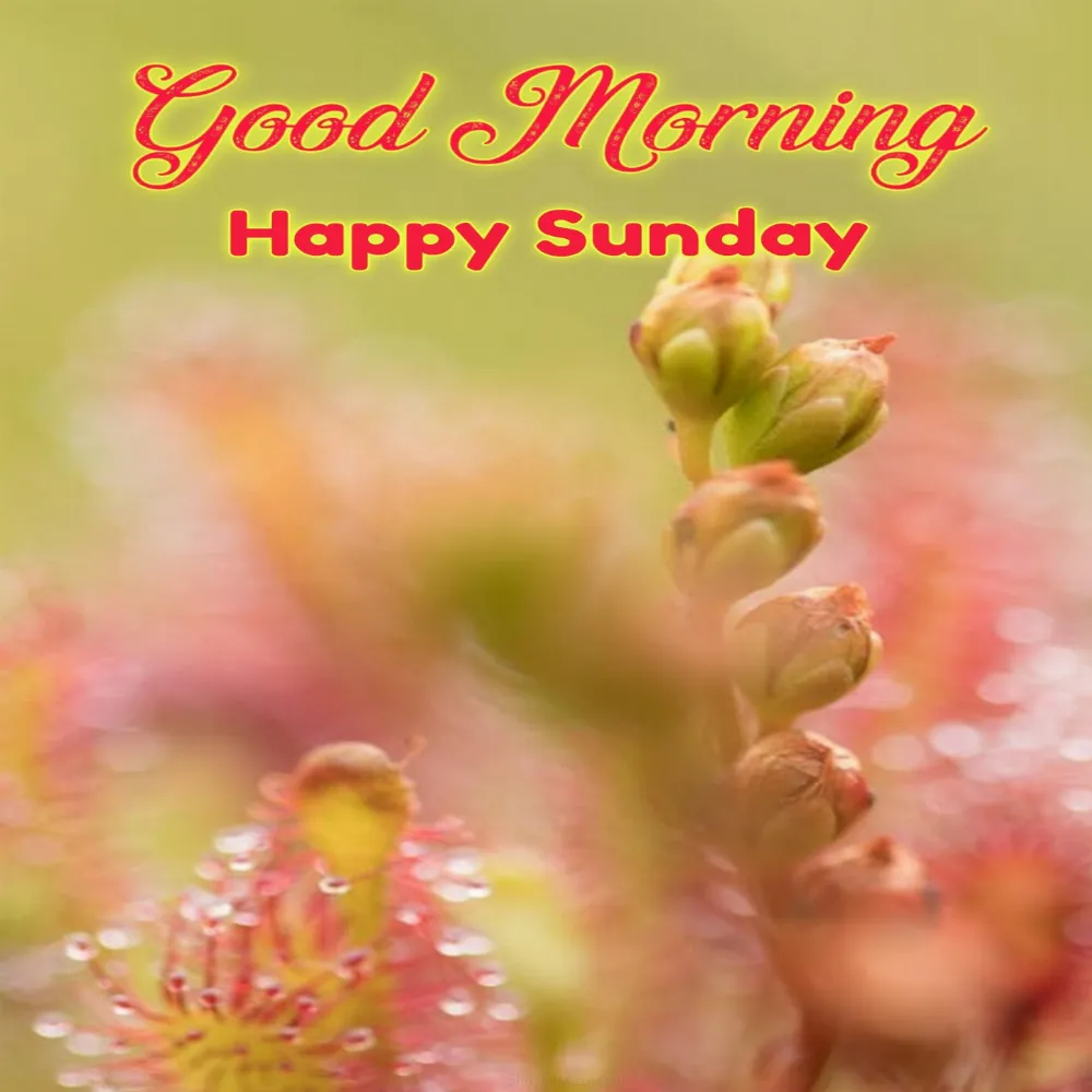 Good Morning Happy Sunday Images HD Download