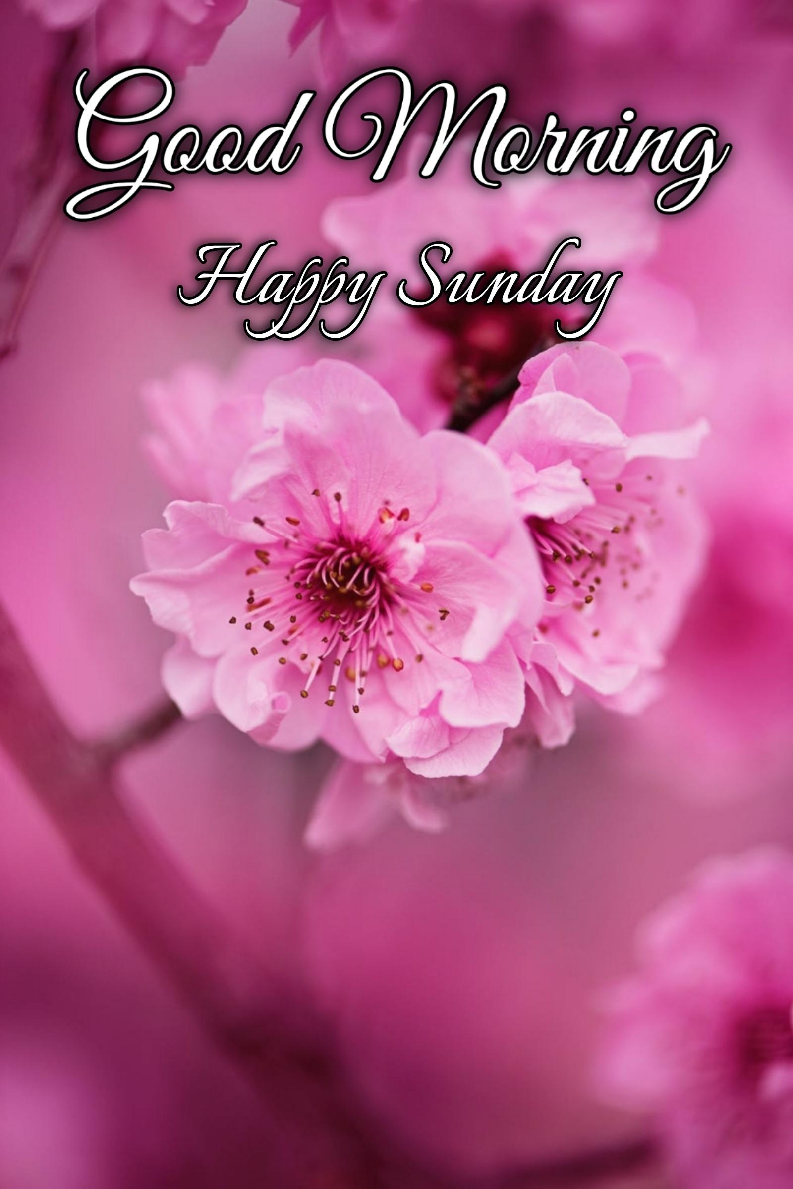 New Good Morning Happy Sunday Images 2022 HD Download