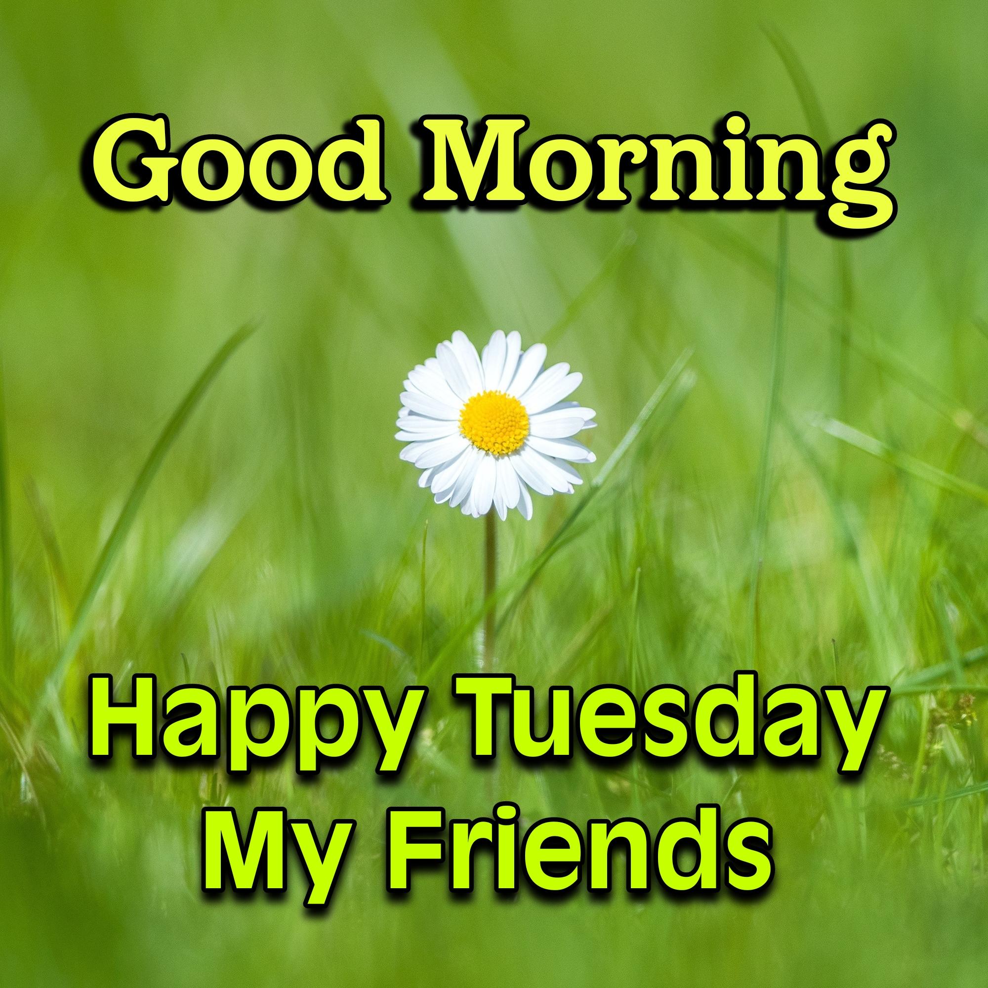 Good Morning Happy Tuesday My Friends Images