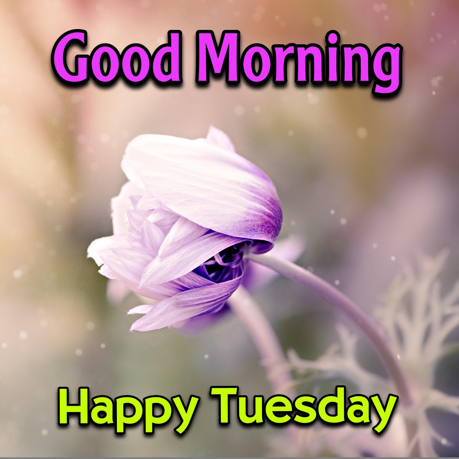 Tuesday Good Morning Images Hd