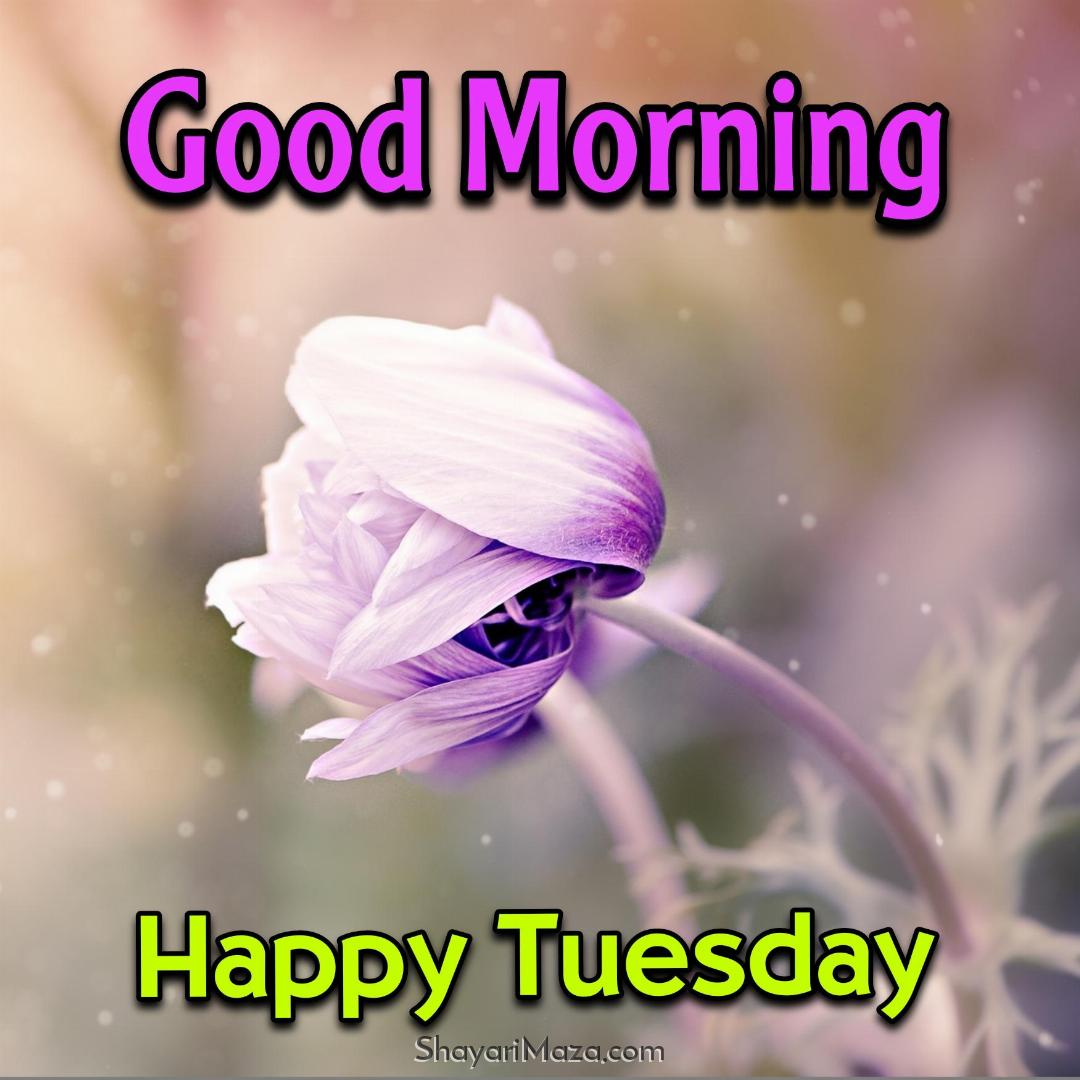 Tuesday Good Morning Images Hd