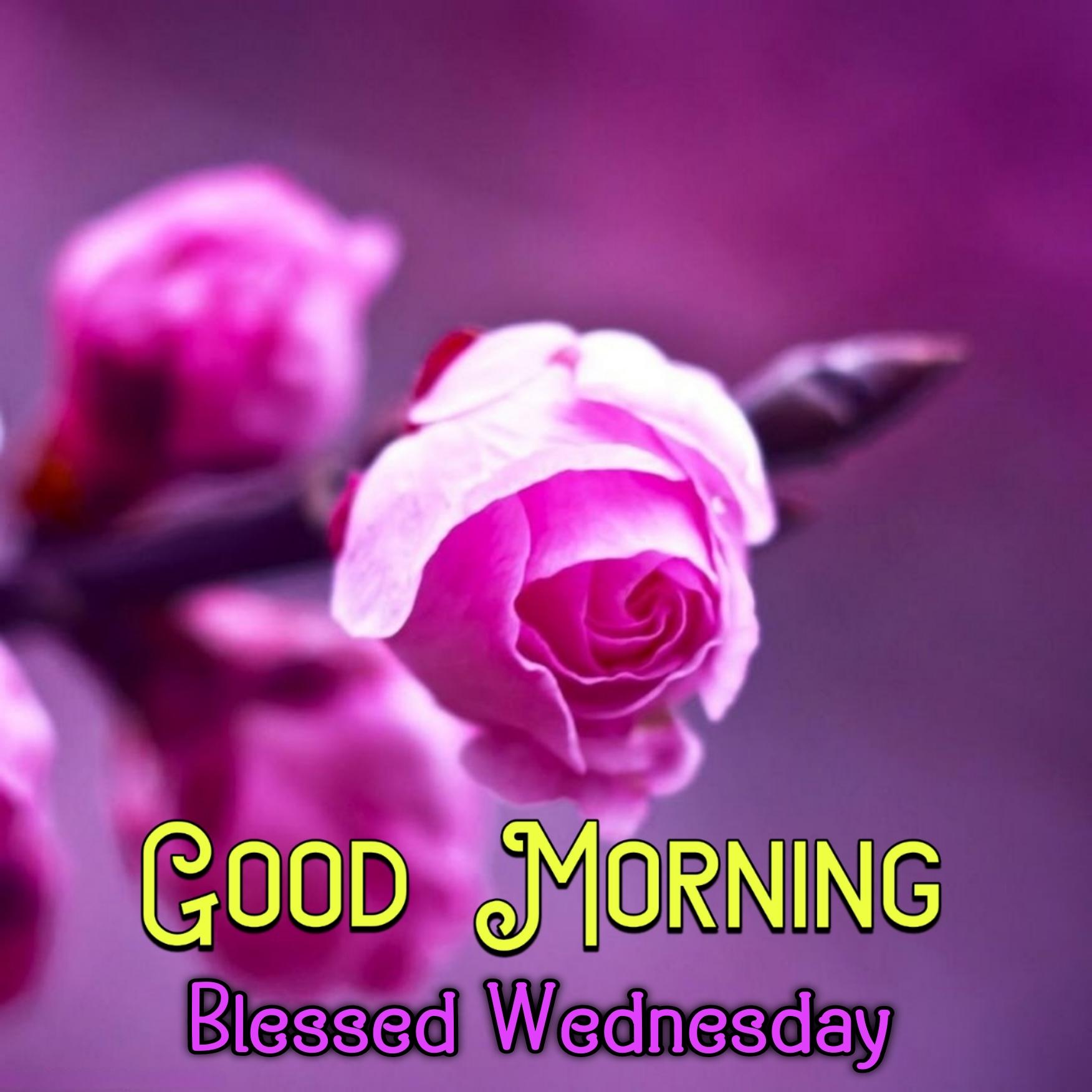 Good Morning Blessed Wednesday Images