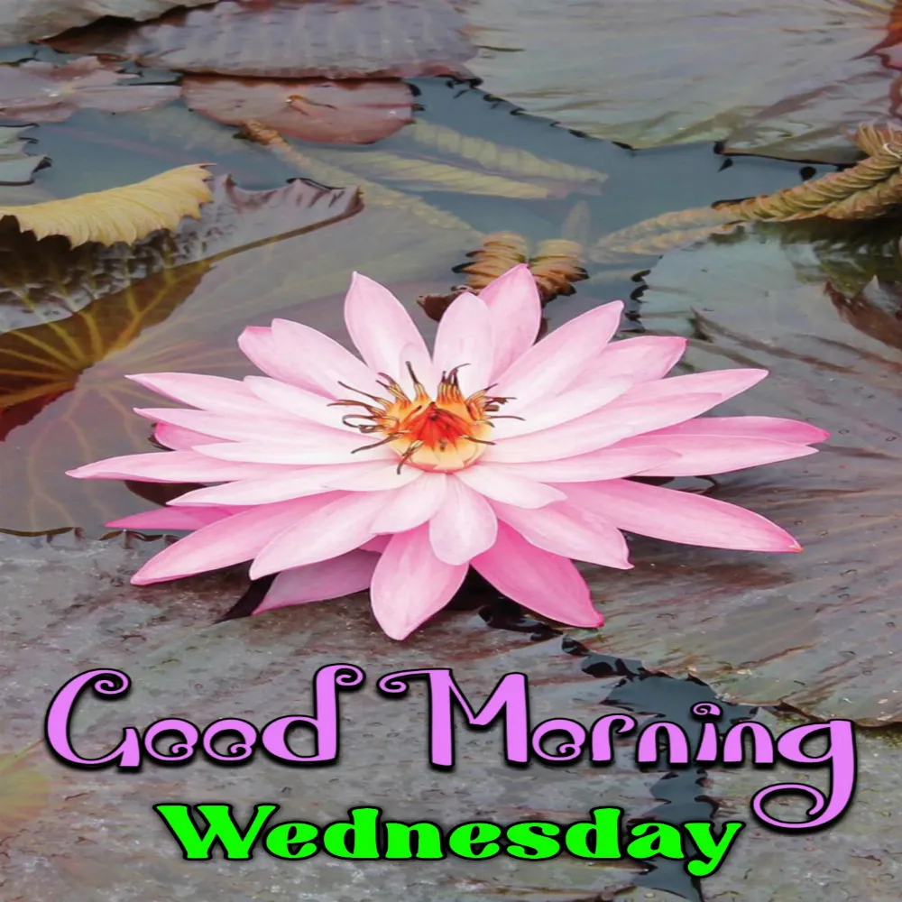 Today Wednesday Good Morning Images